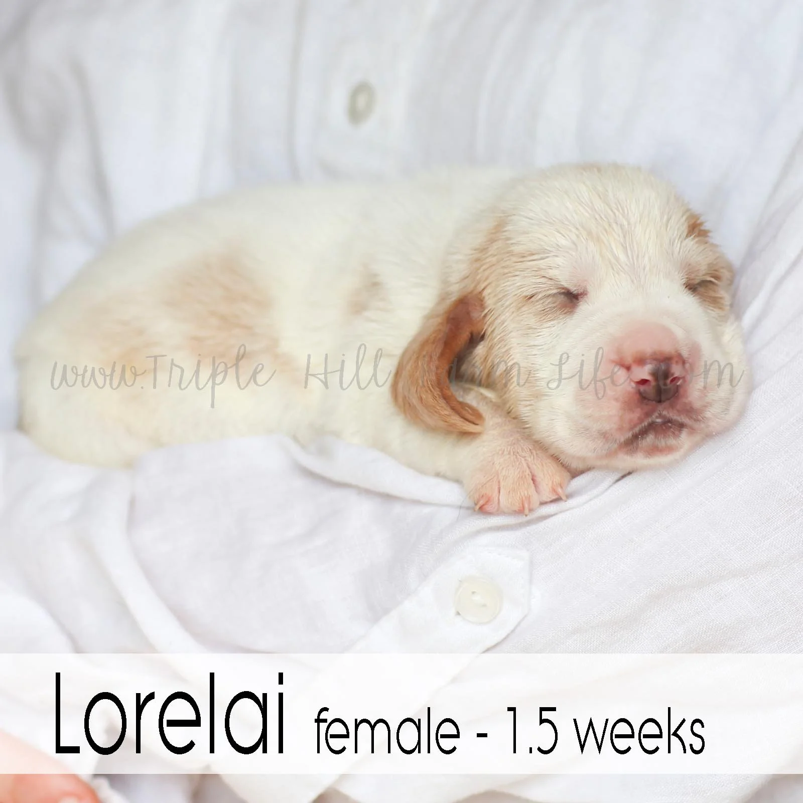 2  lorelai.jpg