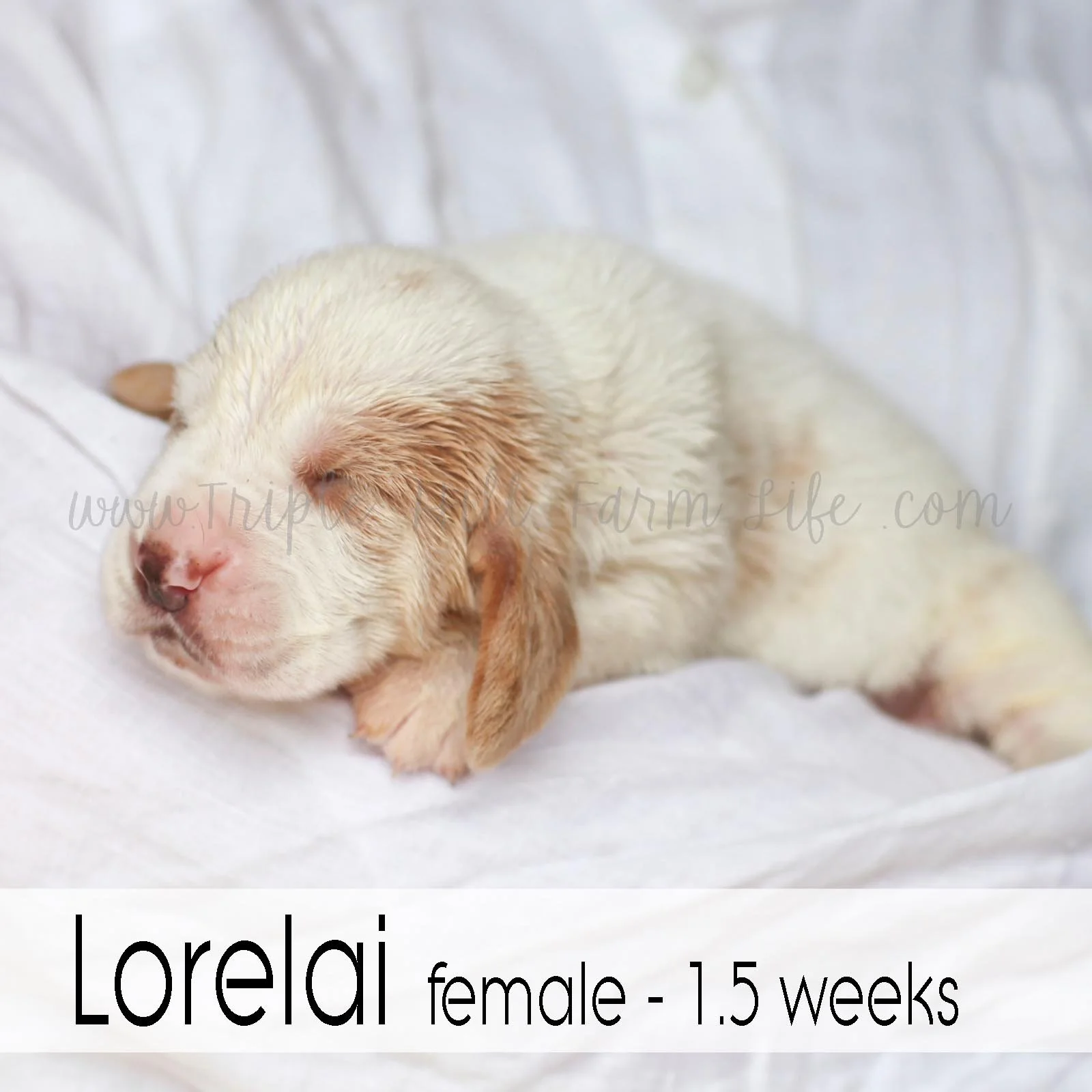 3  lorelai.jpg