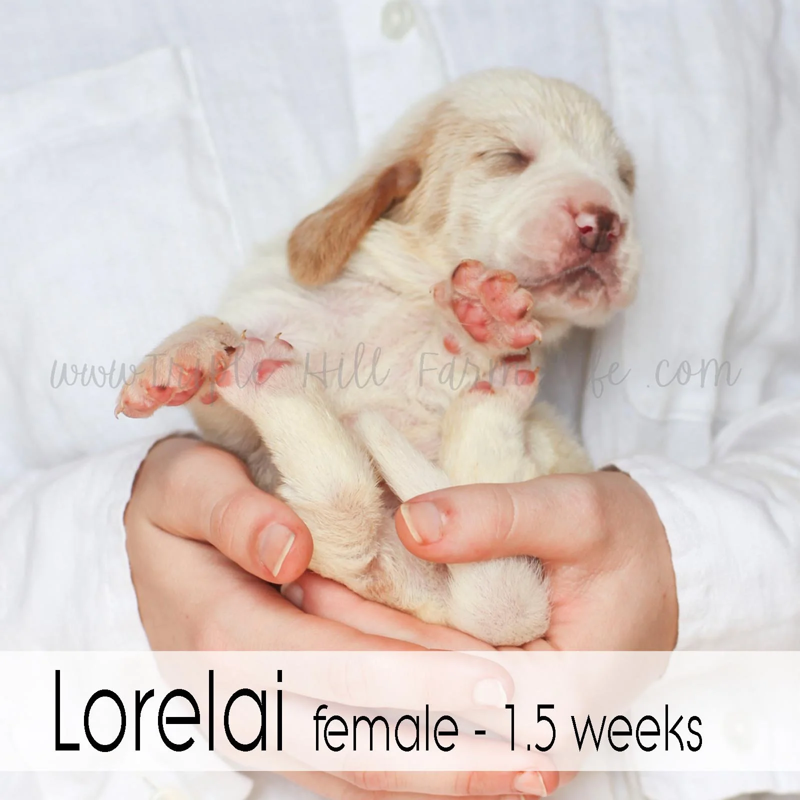 5 lorelai.jpg