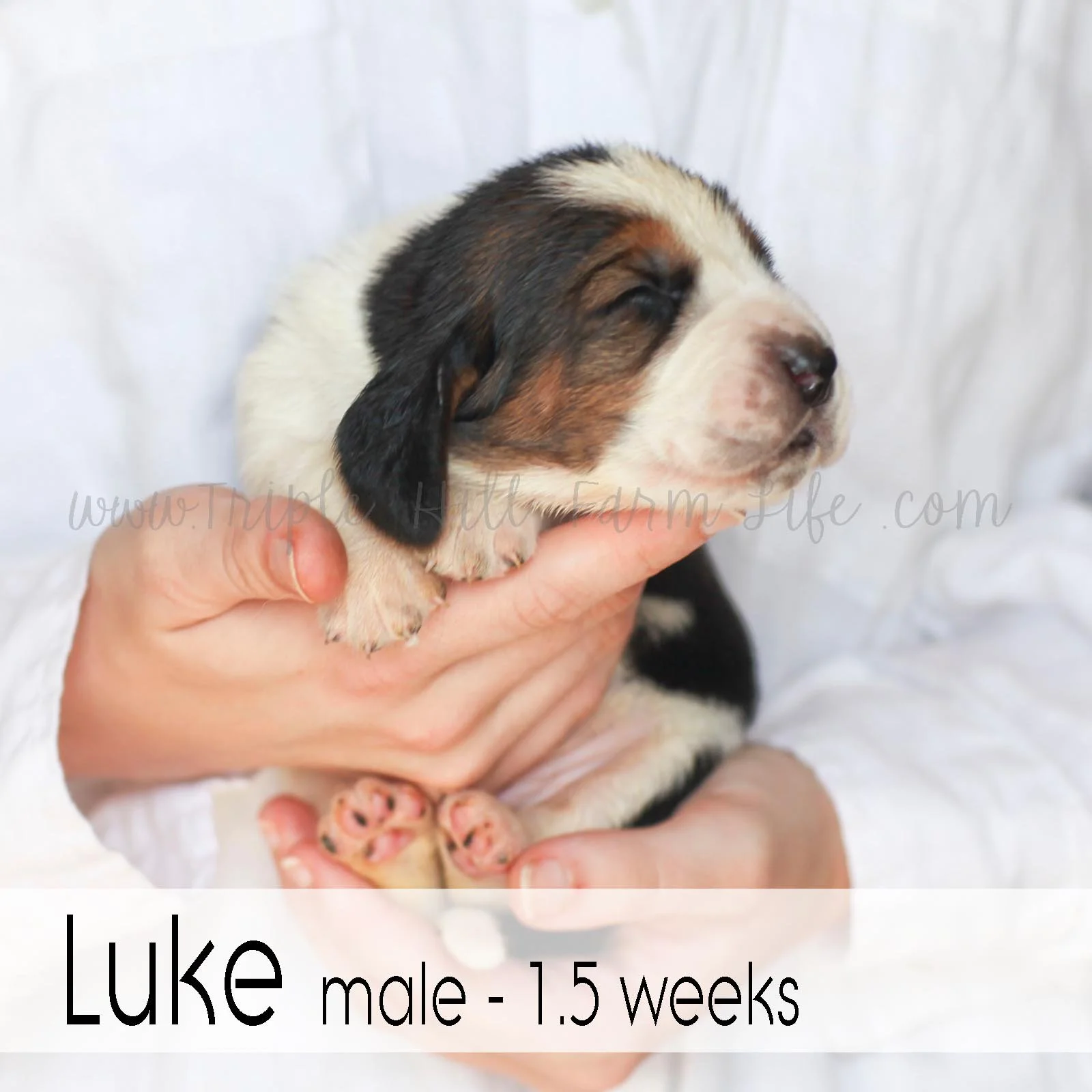 1 luke.jpg