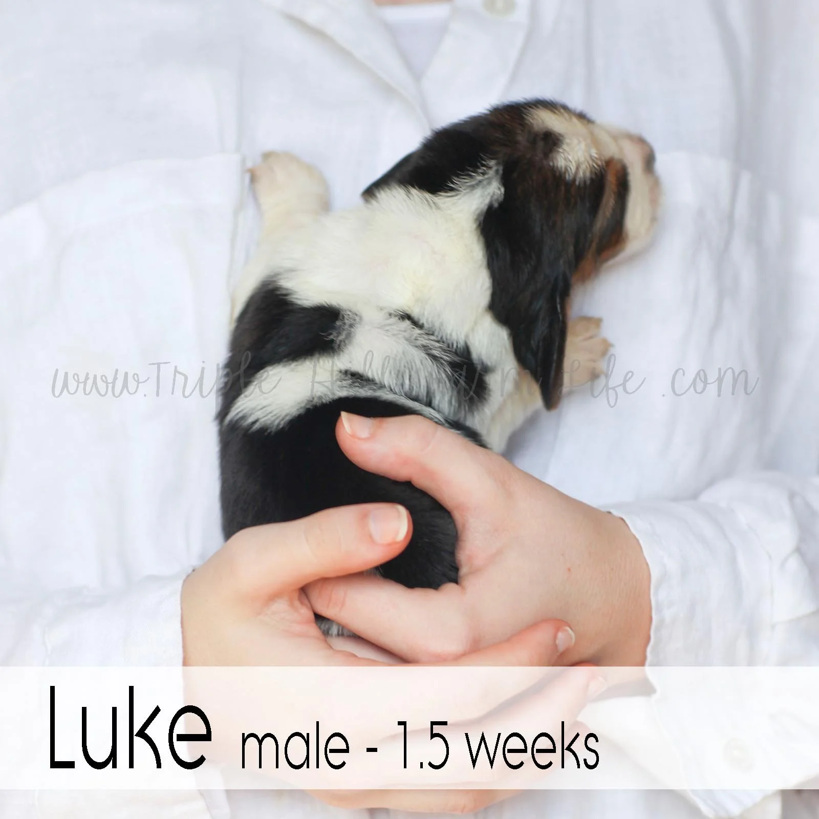 3 luke.jpg