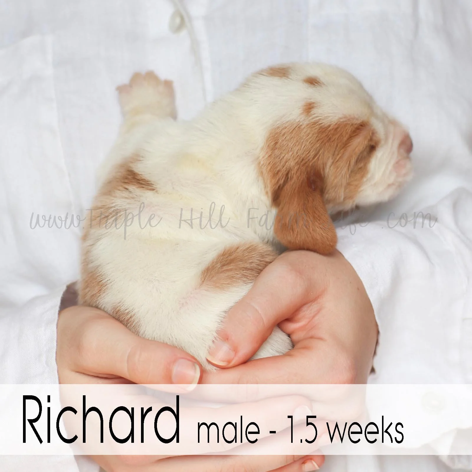 2 richard.jpg