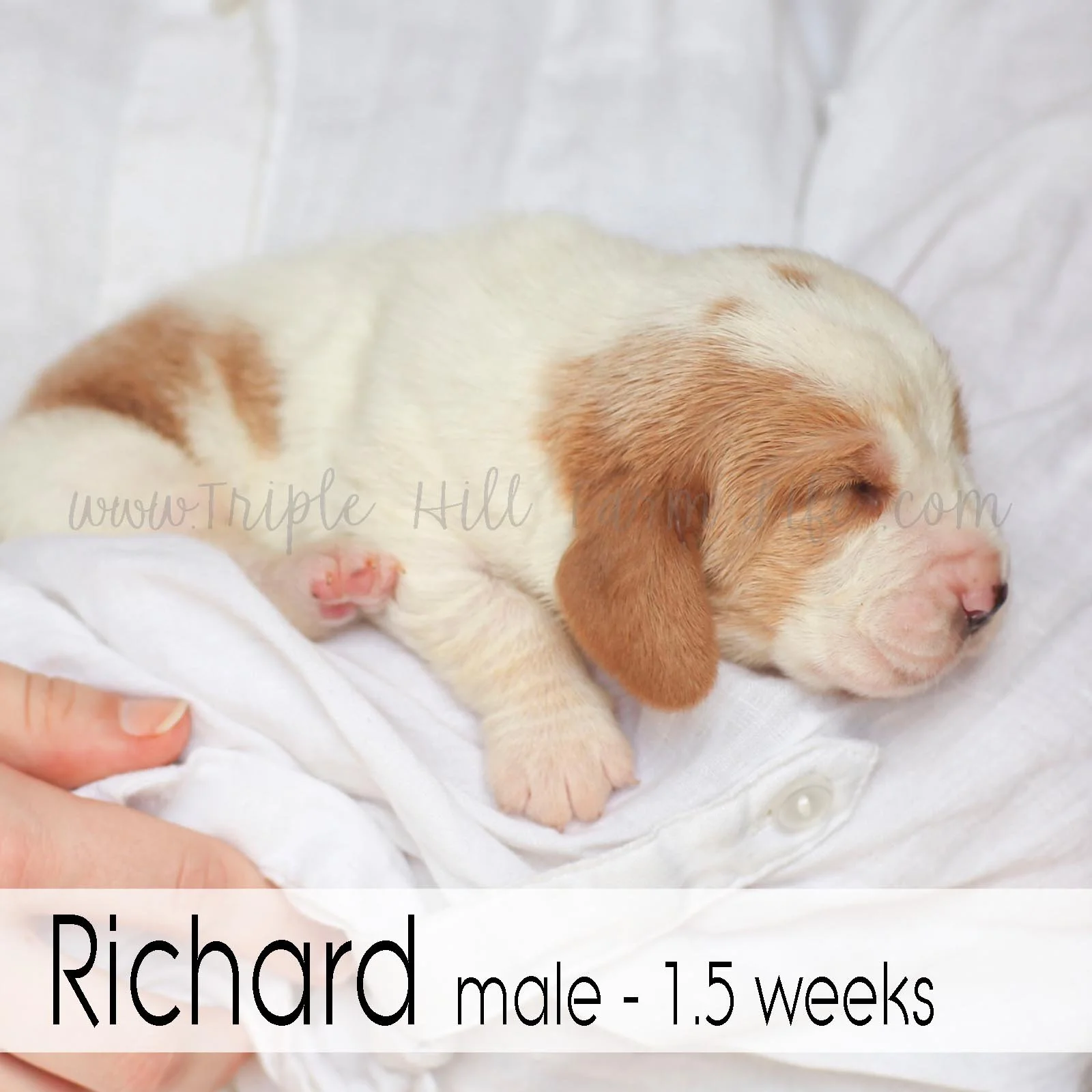 4 richard.jpg