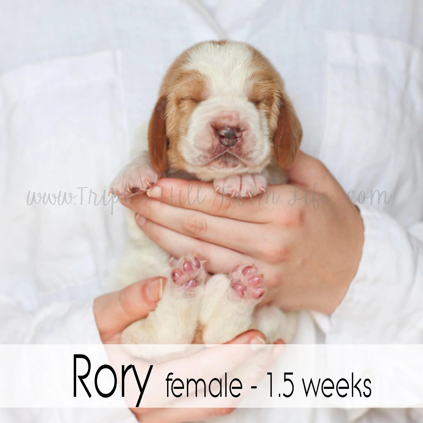 1 rory.jpg