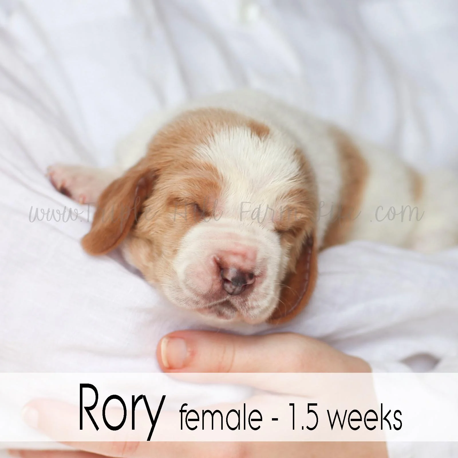 3 rory.jpg