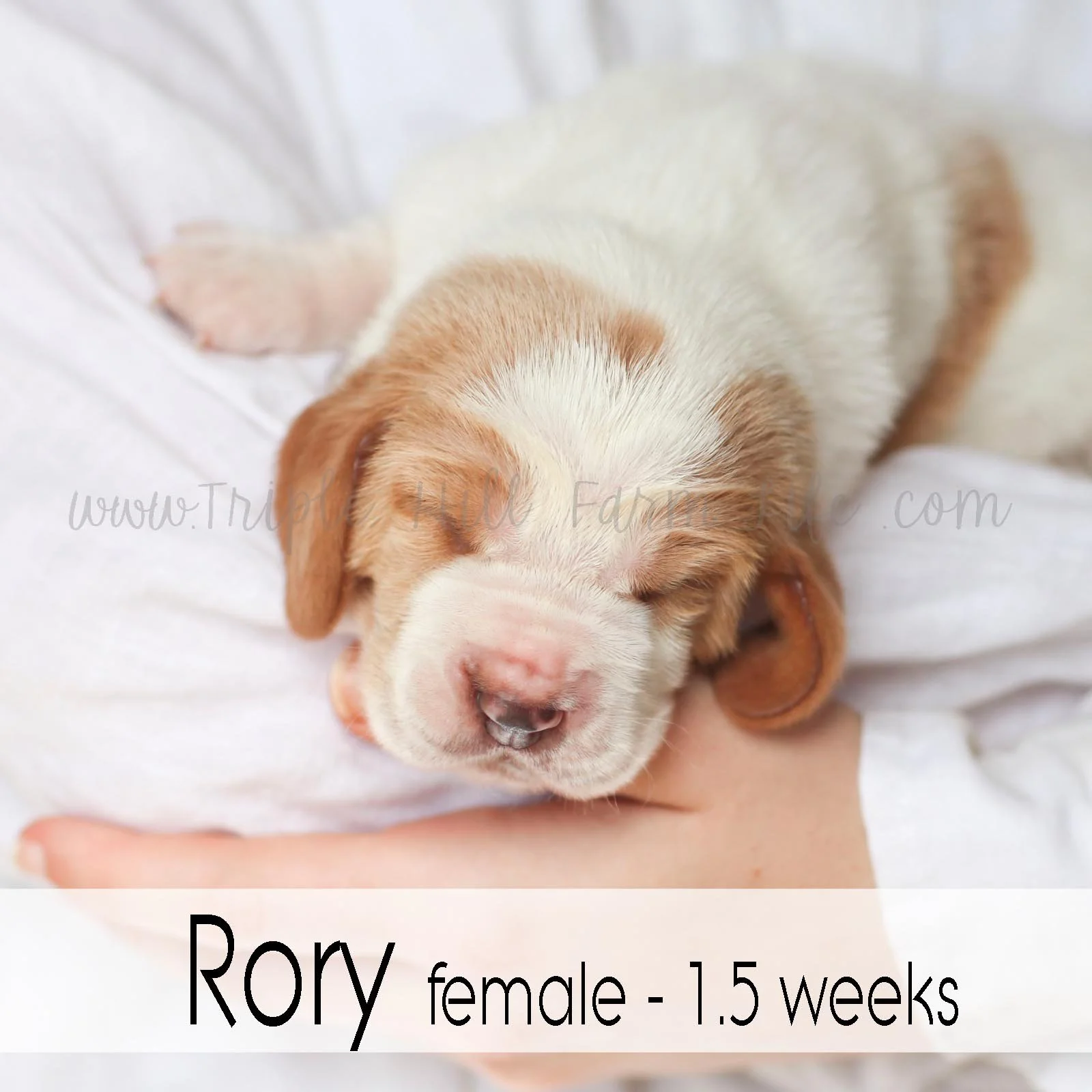 4 rory.jpg