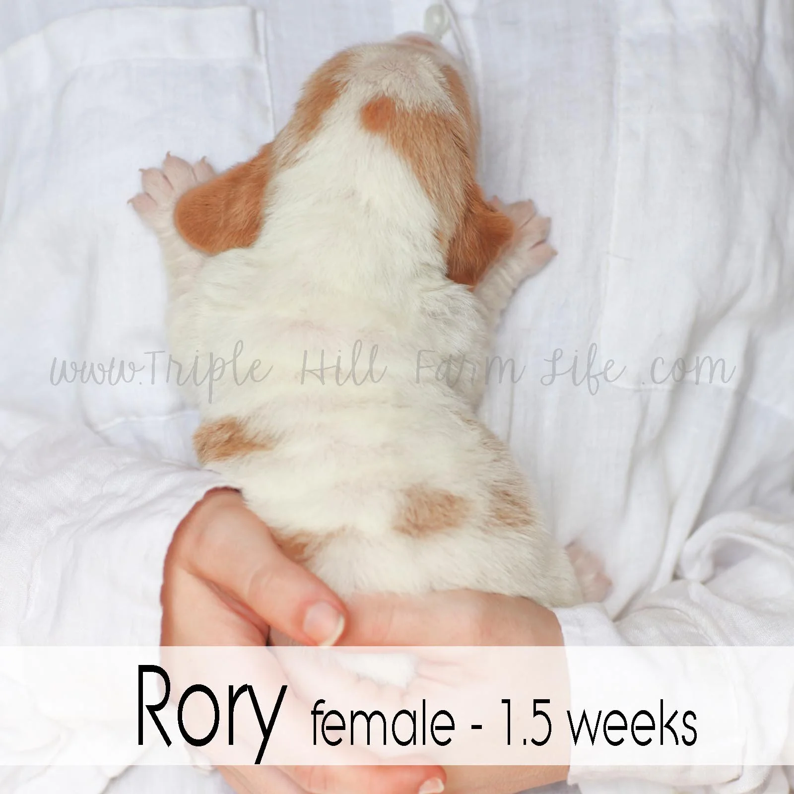 5 rory.jpg