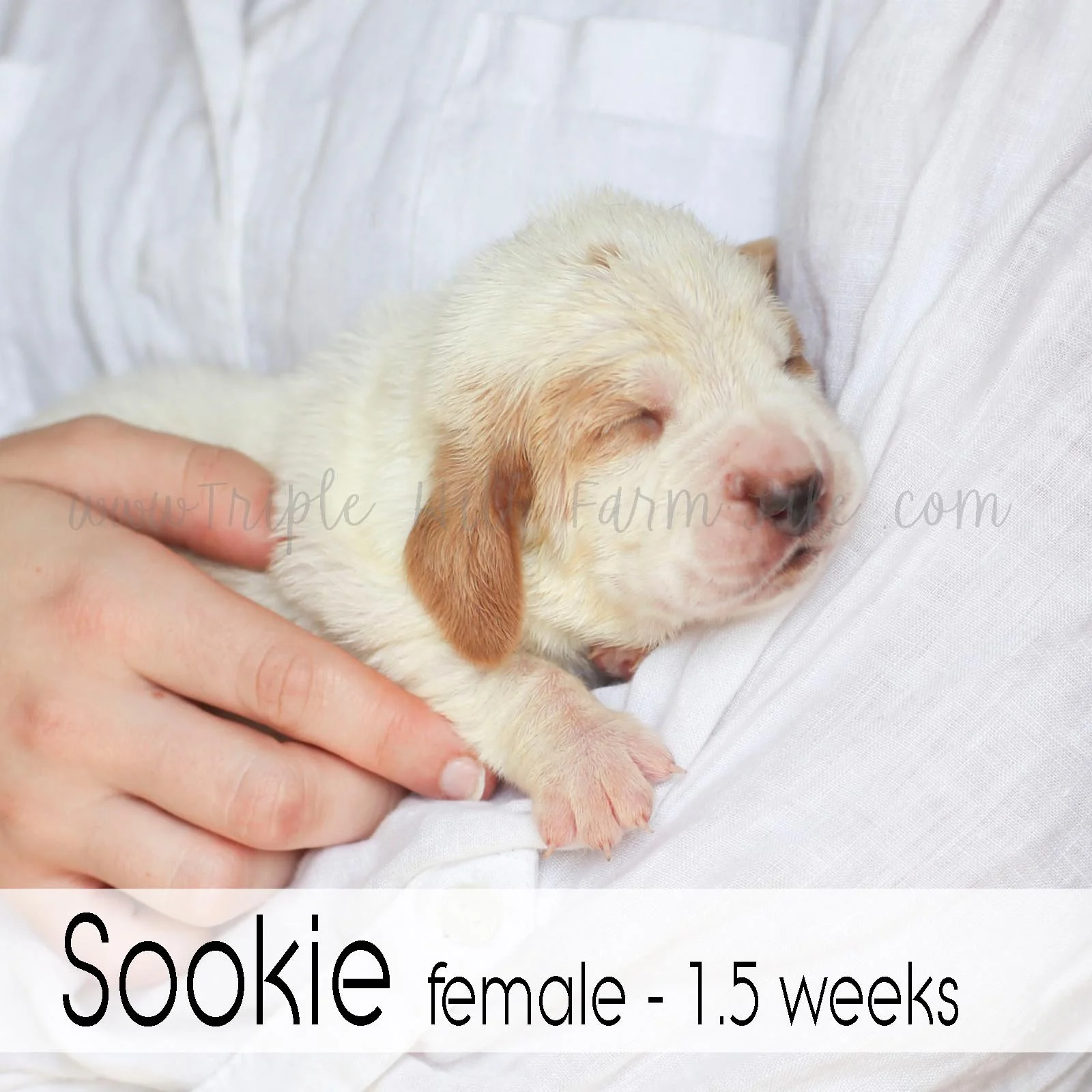 1 sookie.jpg