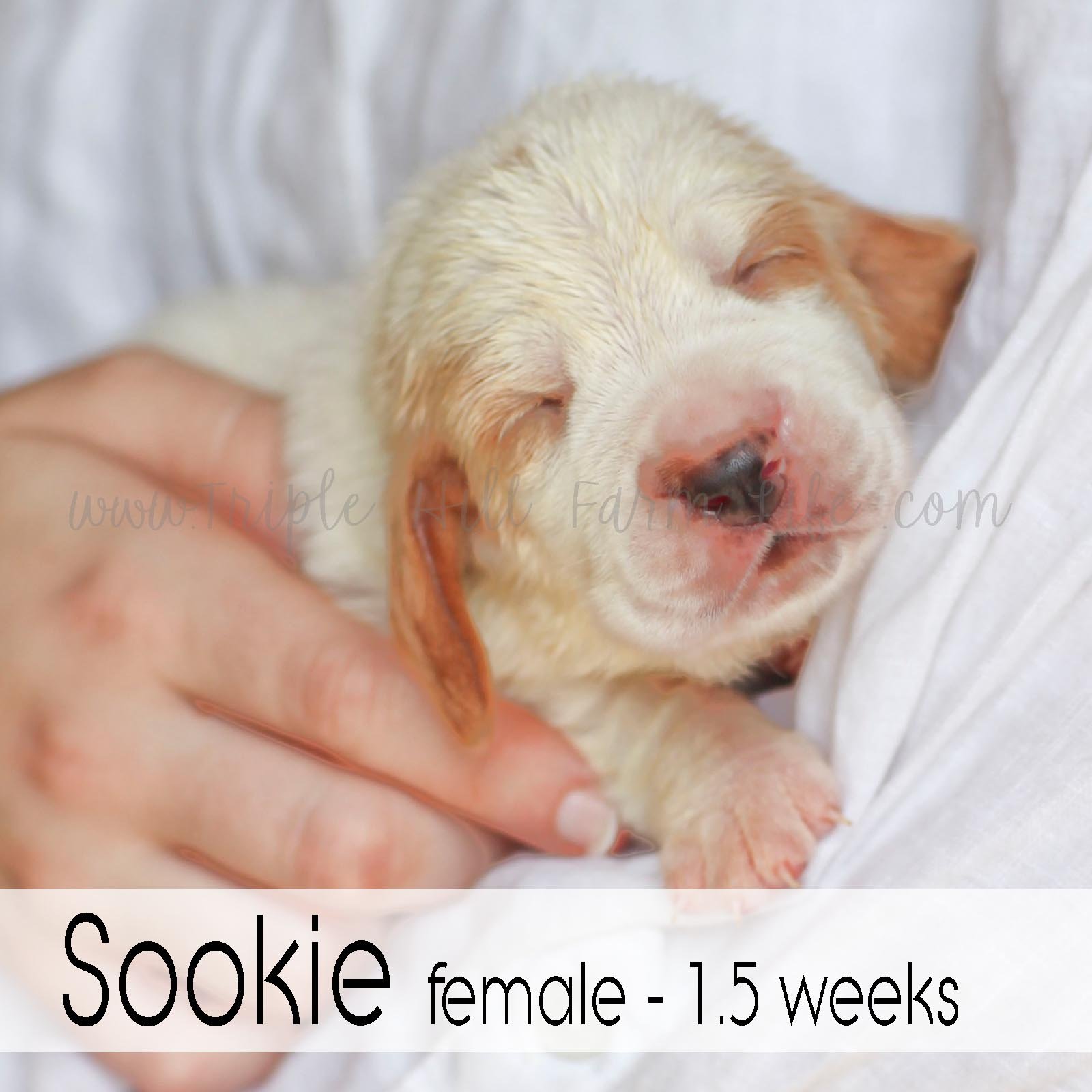 2 sookie.jpg