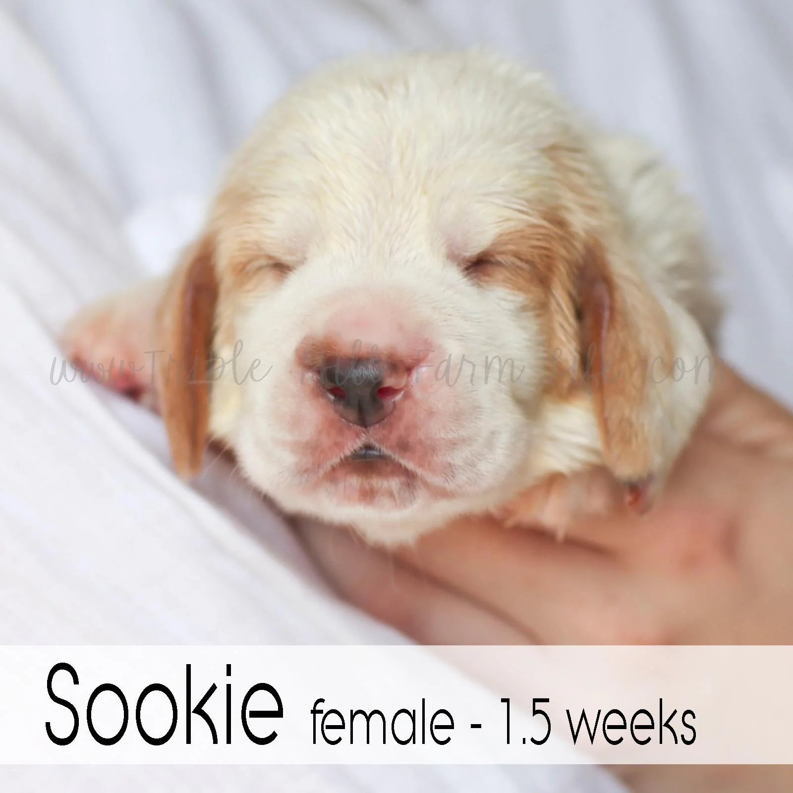 3 sookie.jpg