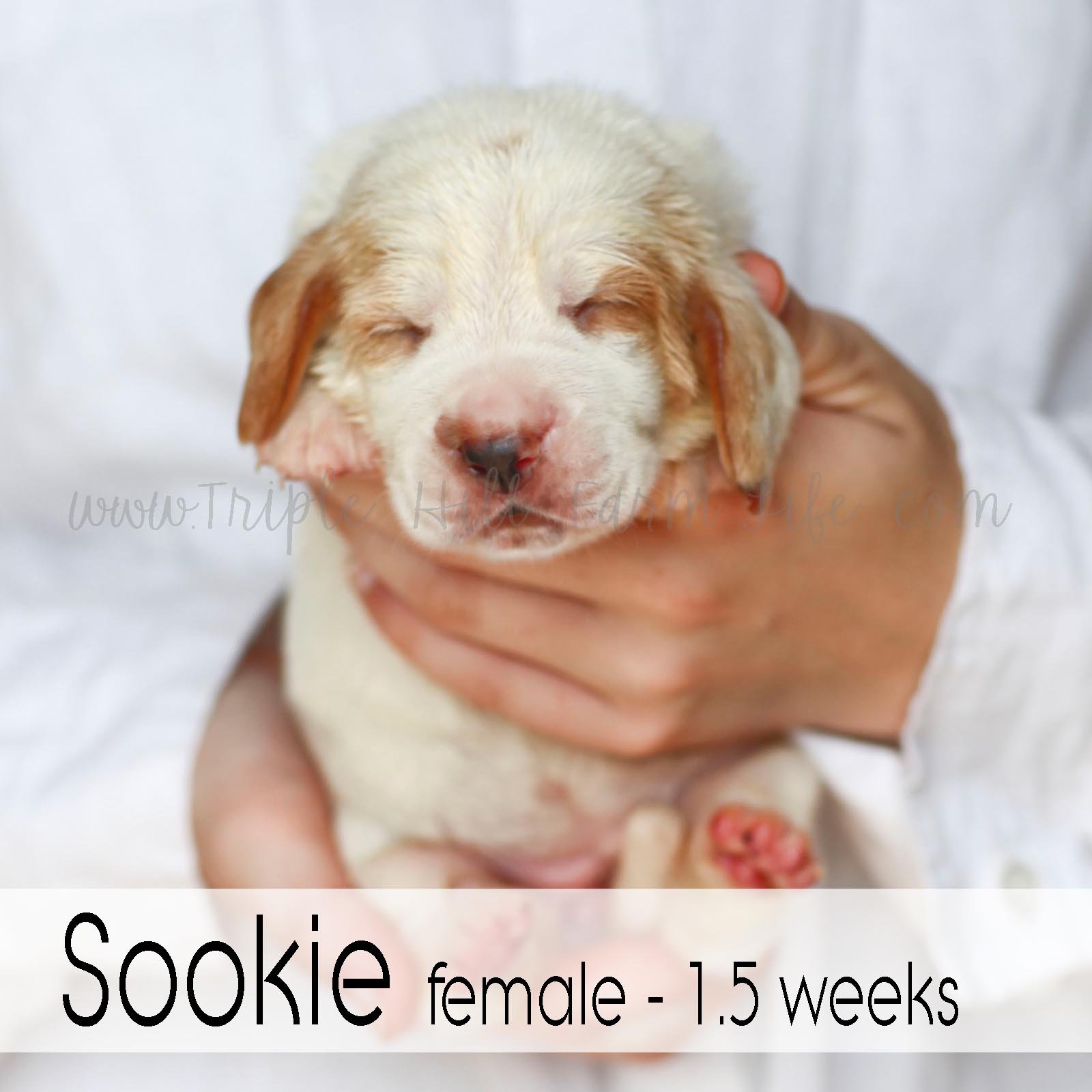 4 sookie.jpg