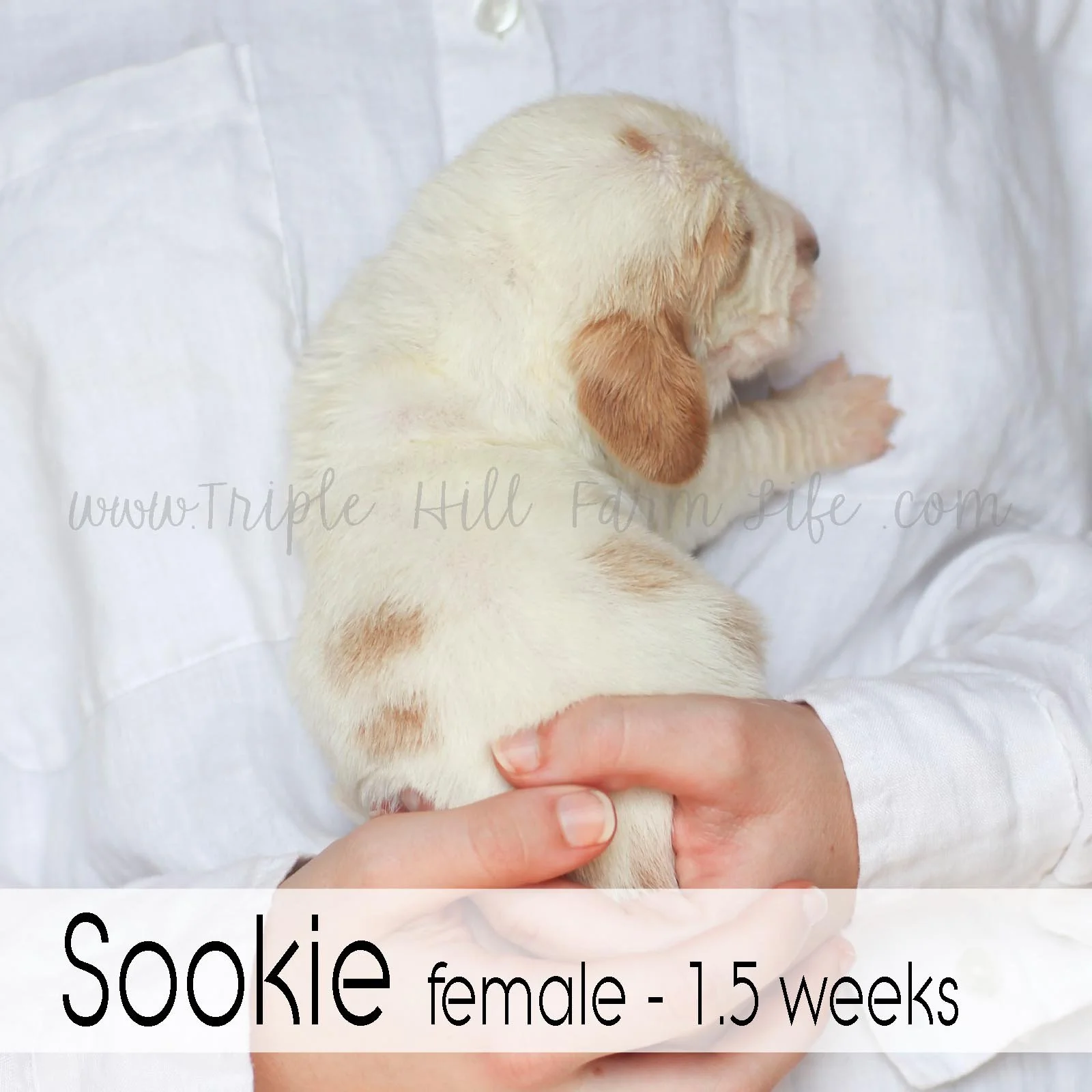 5 sookie.jpg