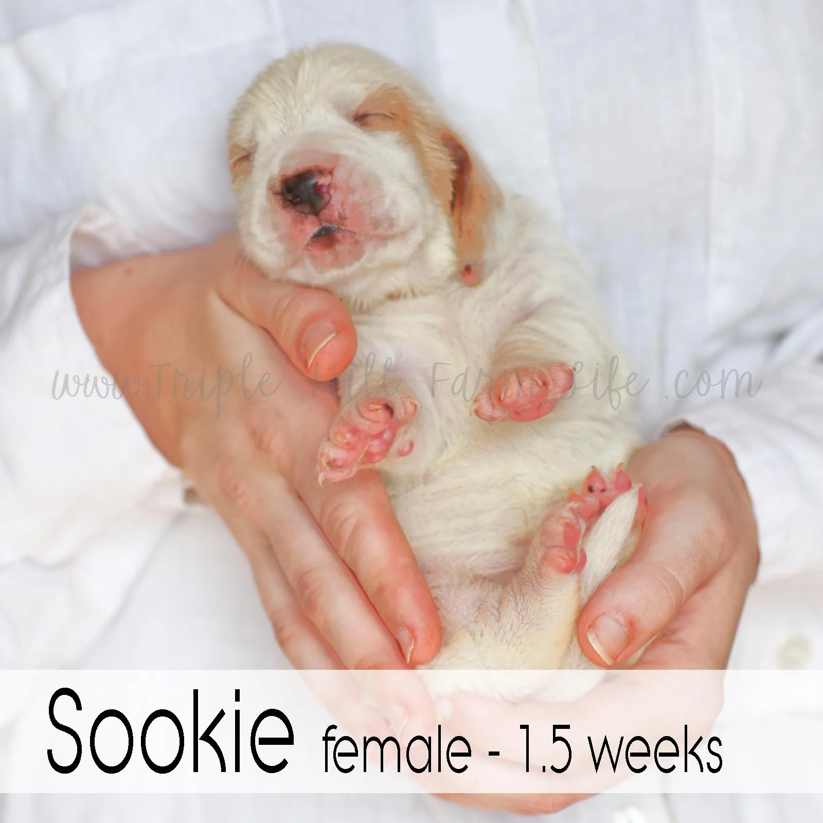 6 sookie.jpg