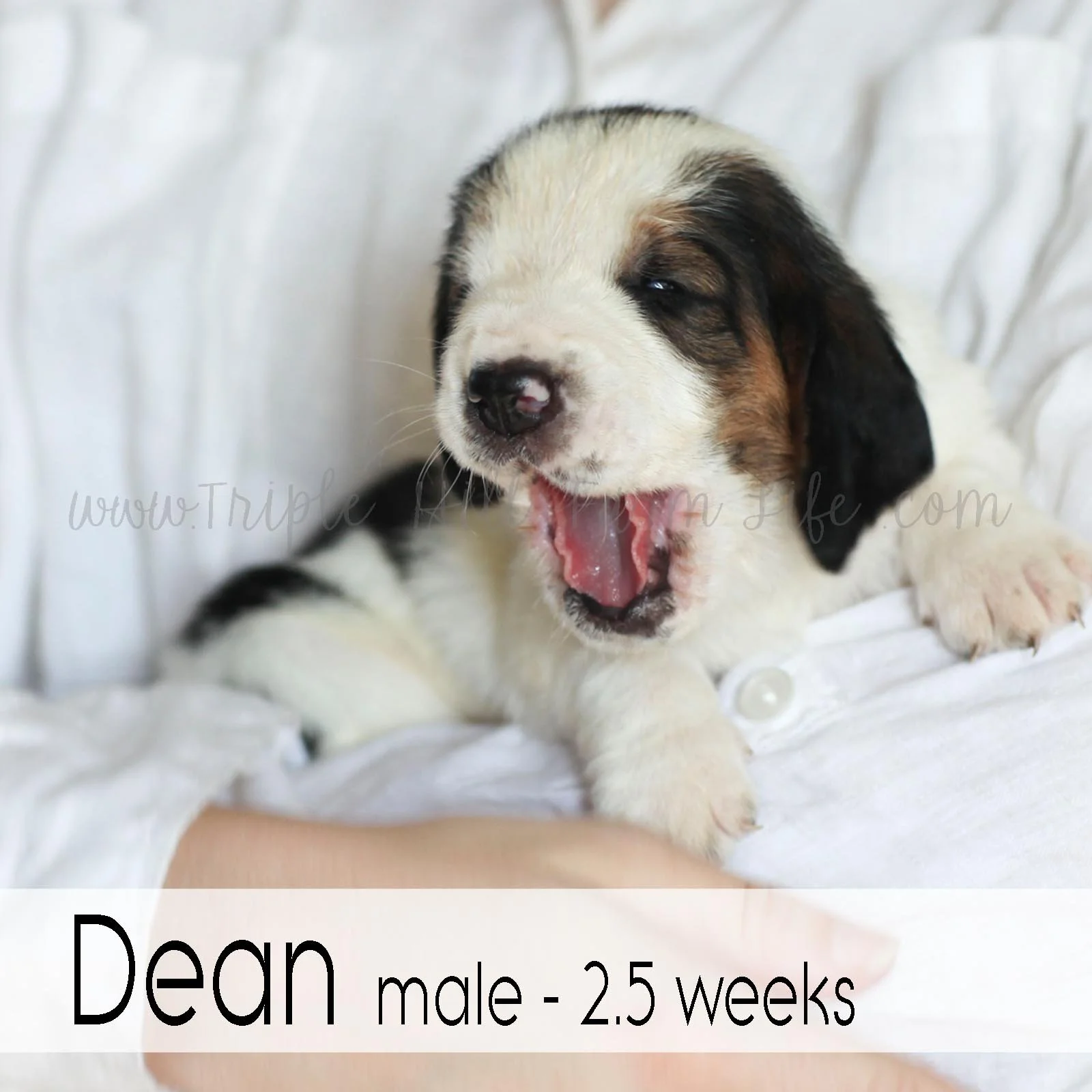 dean 2.jpg