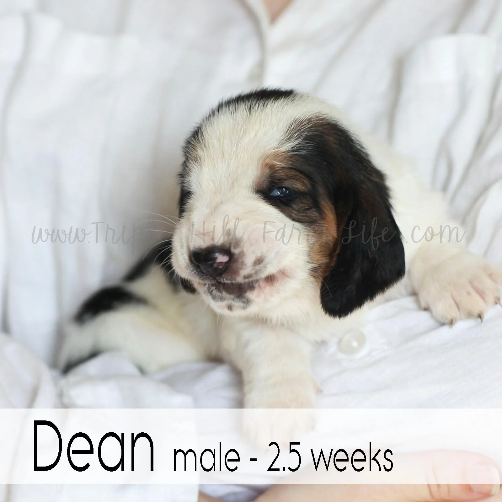 dean 3.jpg