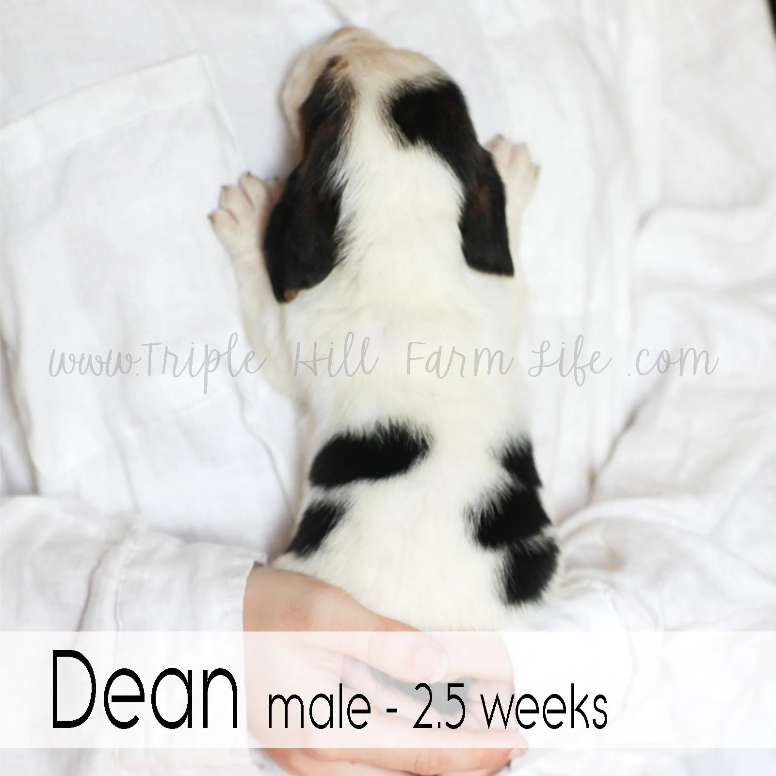 dean 6.jpg