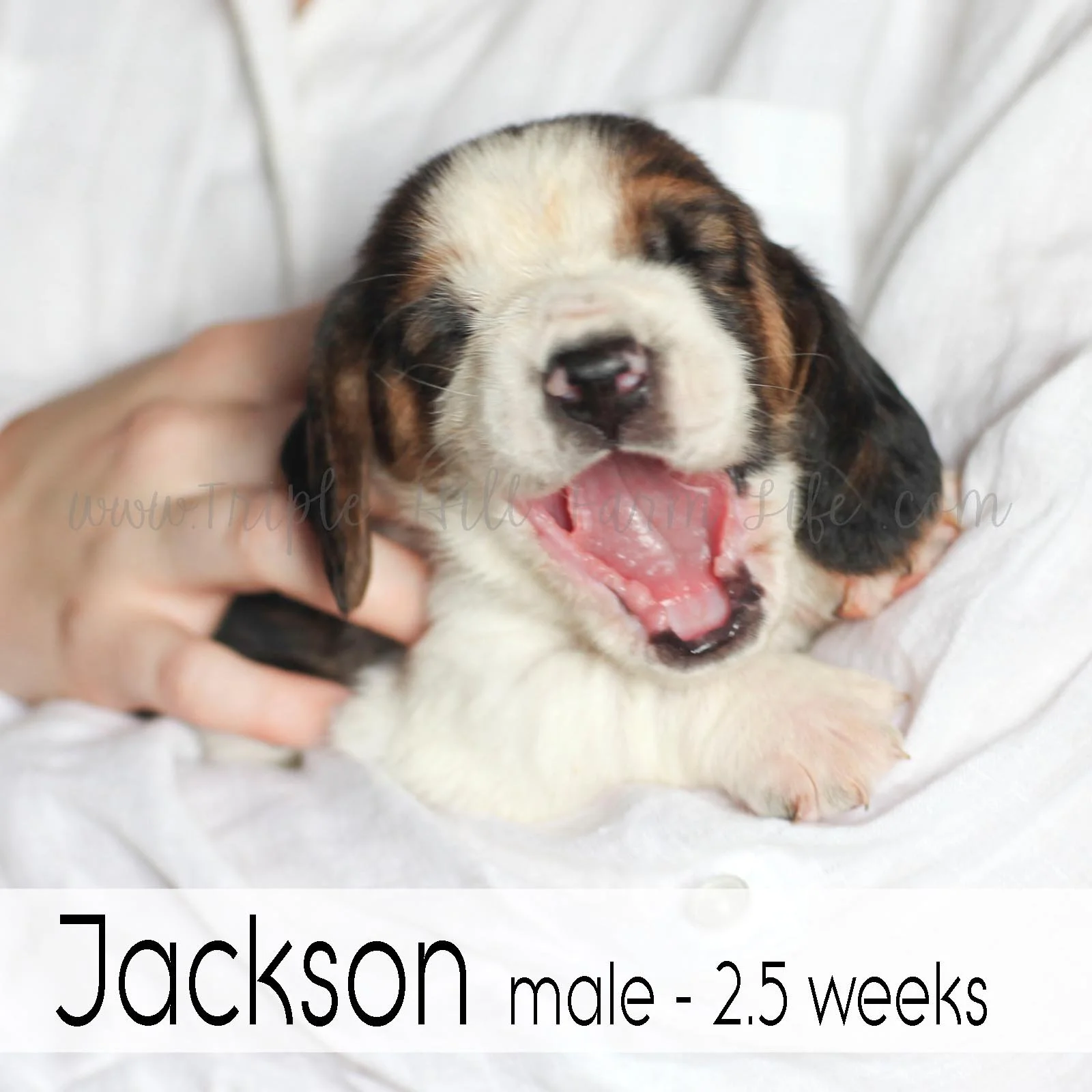 jackson 4.jpg