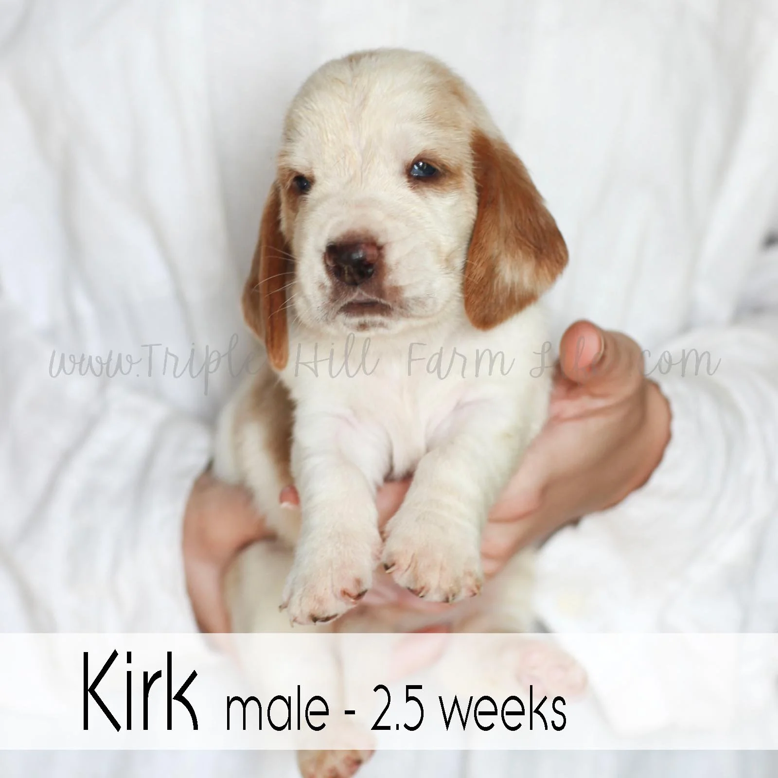kirk 1.jpg