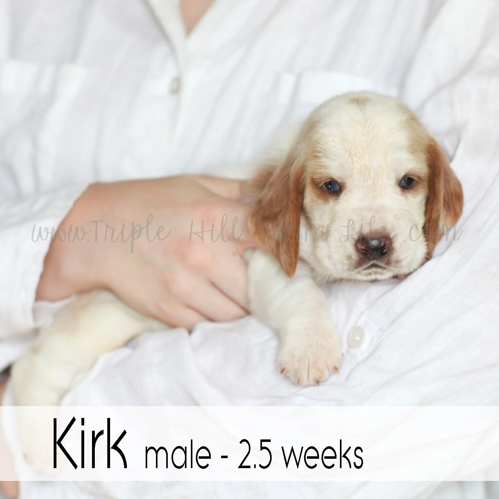 kirk 3.jpg