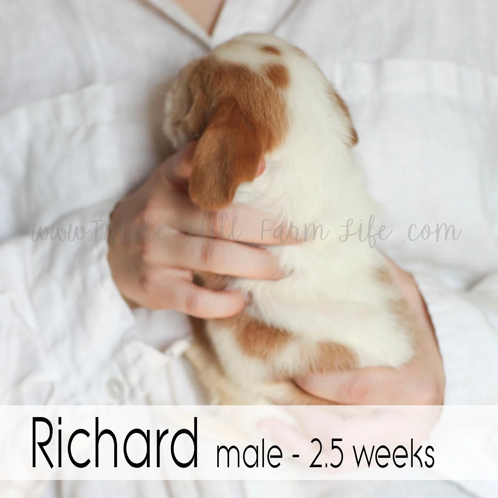 richard 1.jpg
