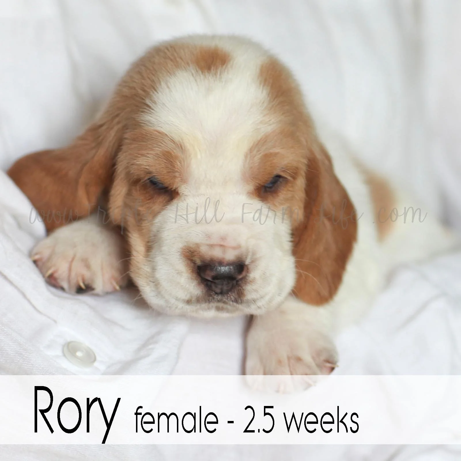 rory 4.jpg