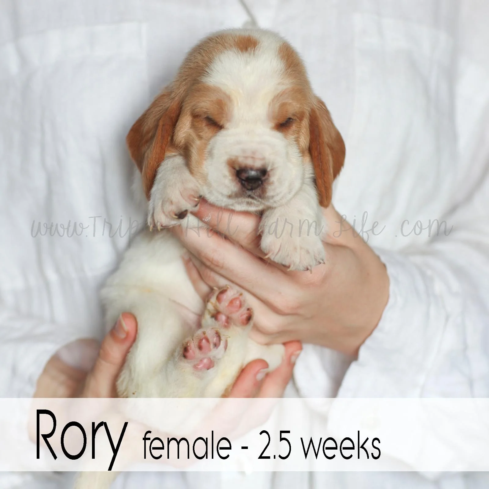 rory1.jpg
