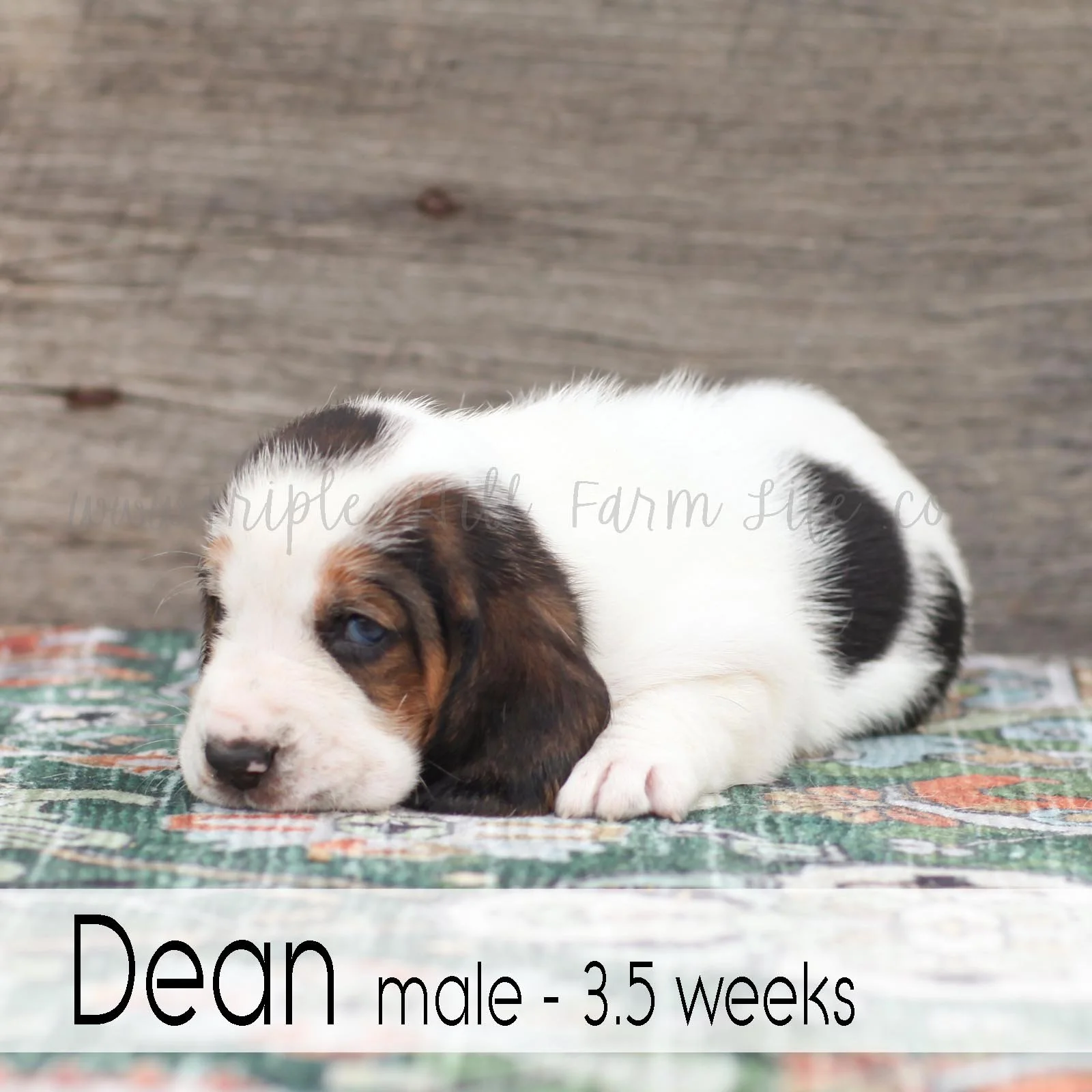 dean 1.jpg