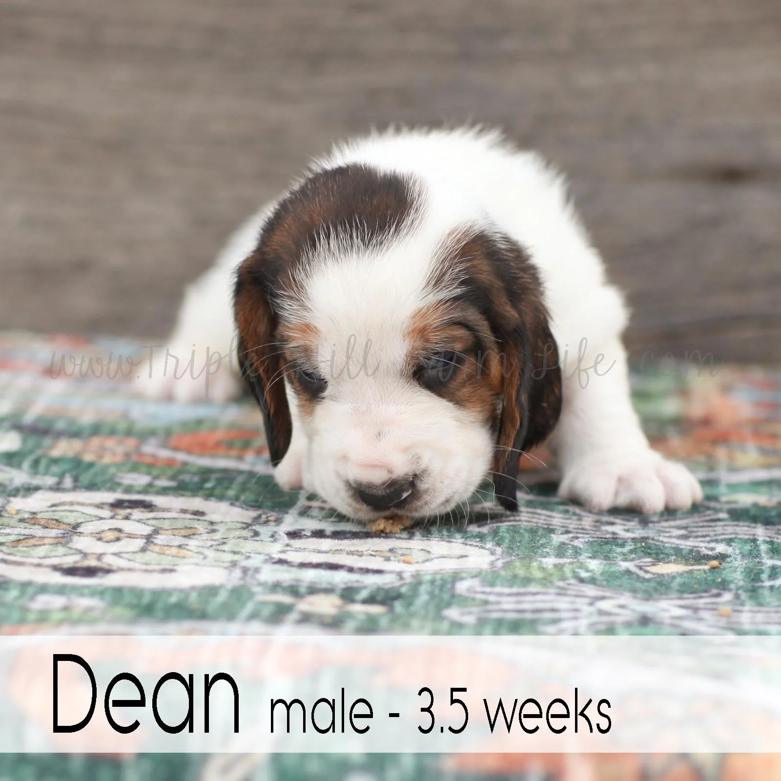 dean 2.jpg