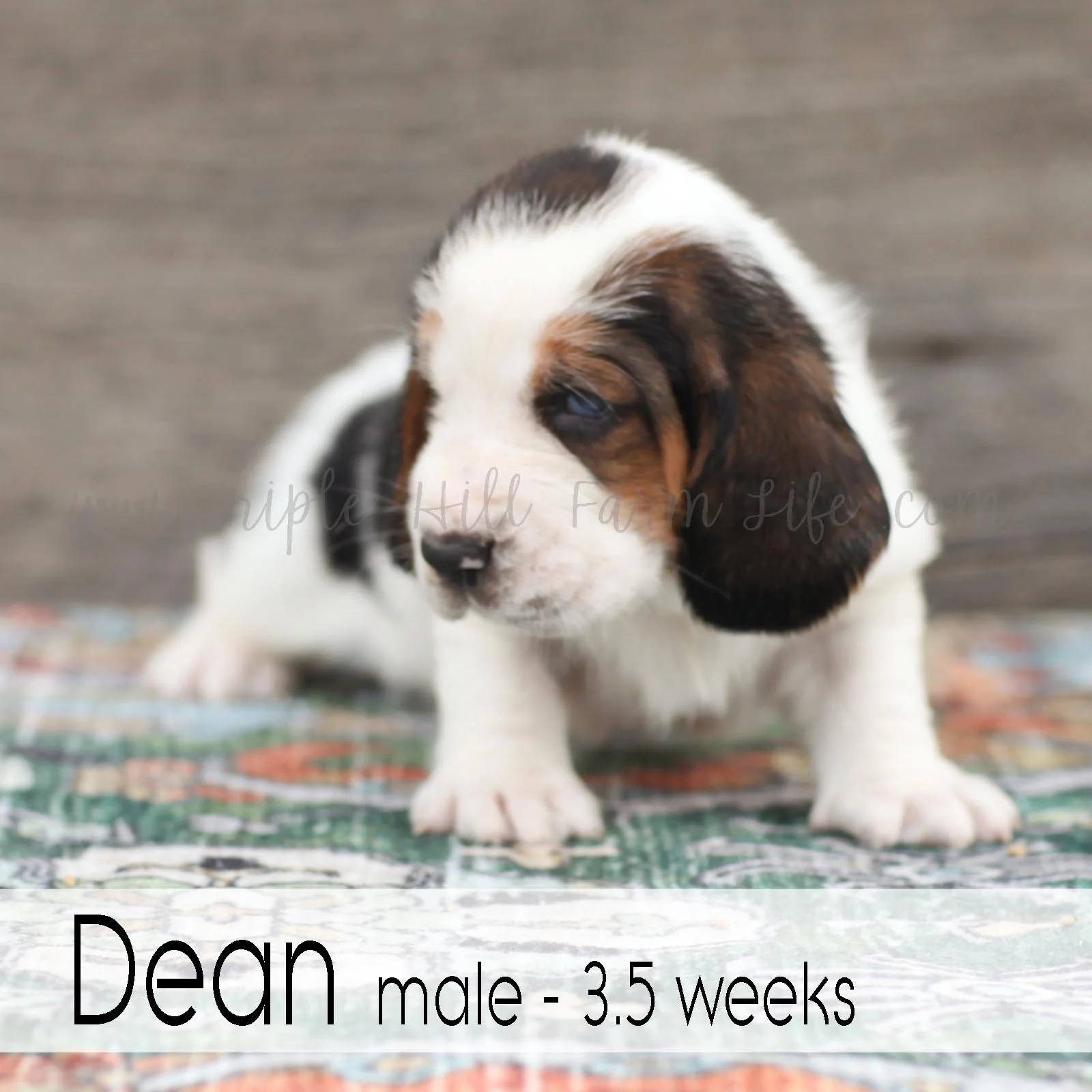 dean 3.jpg