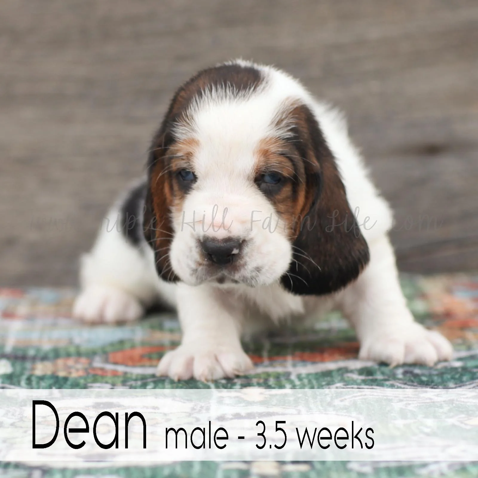 dean 4.jpg