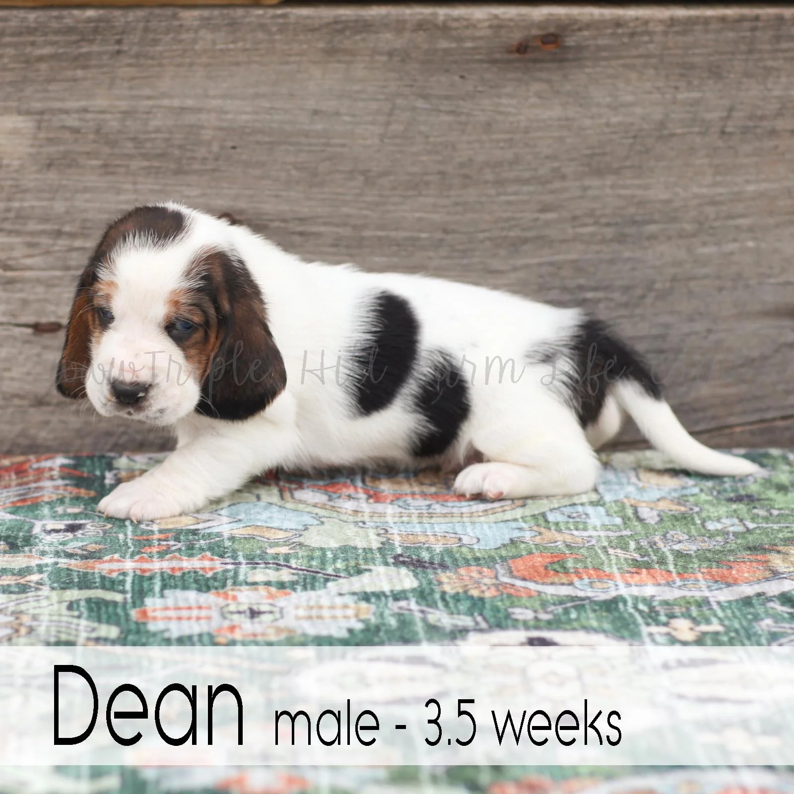 dean 5.jpg