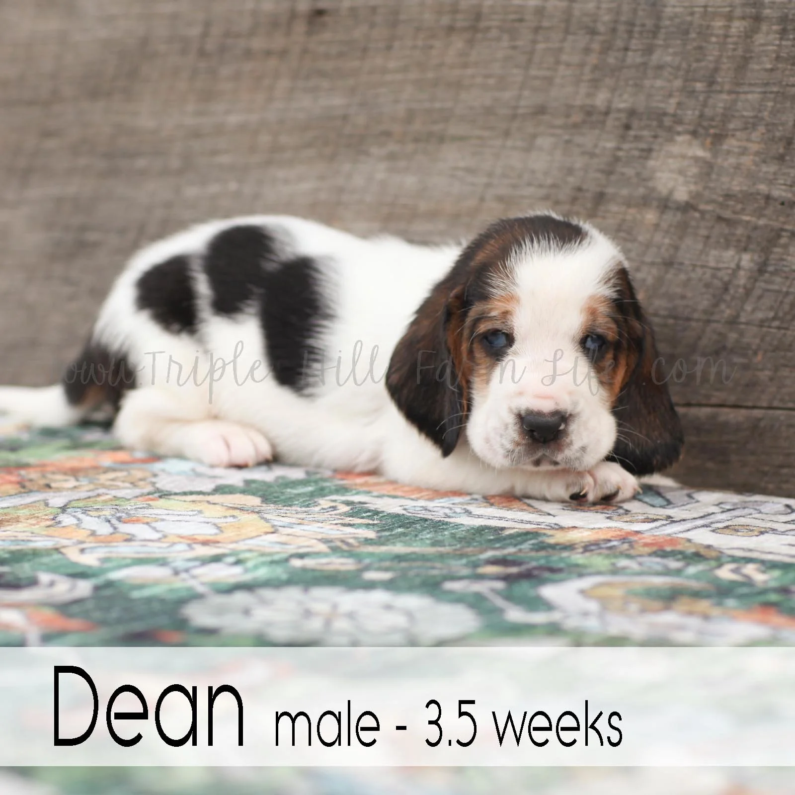 dean 6.jpg