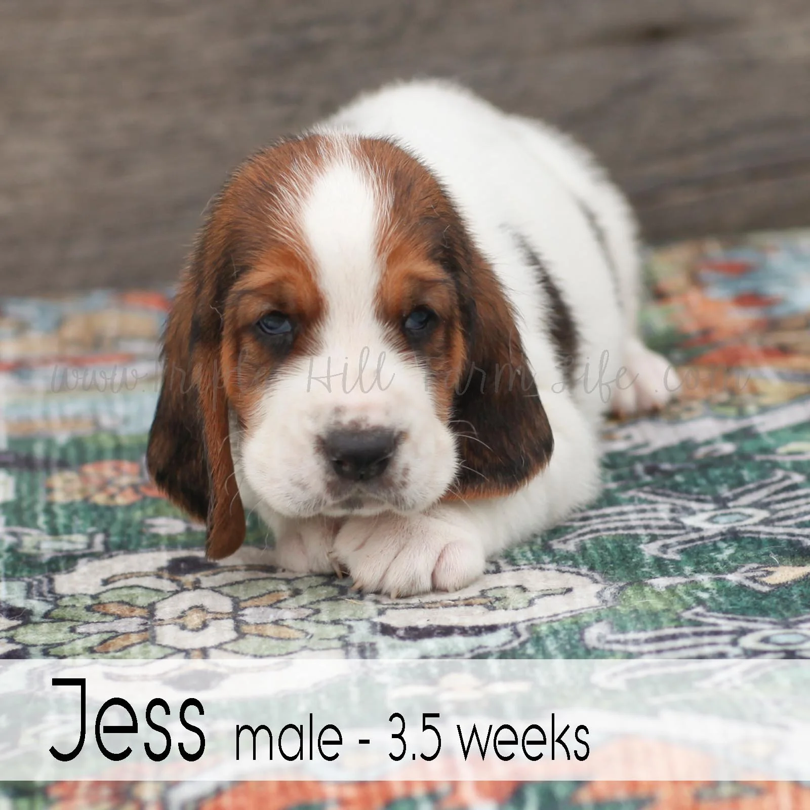 jess 1.jpg