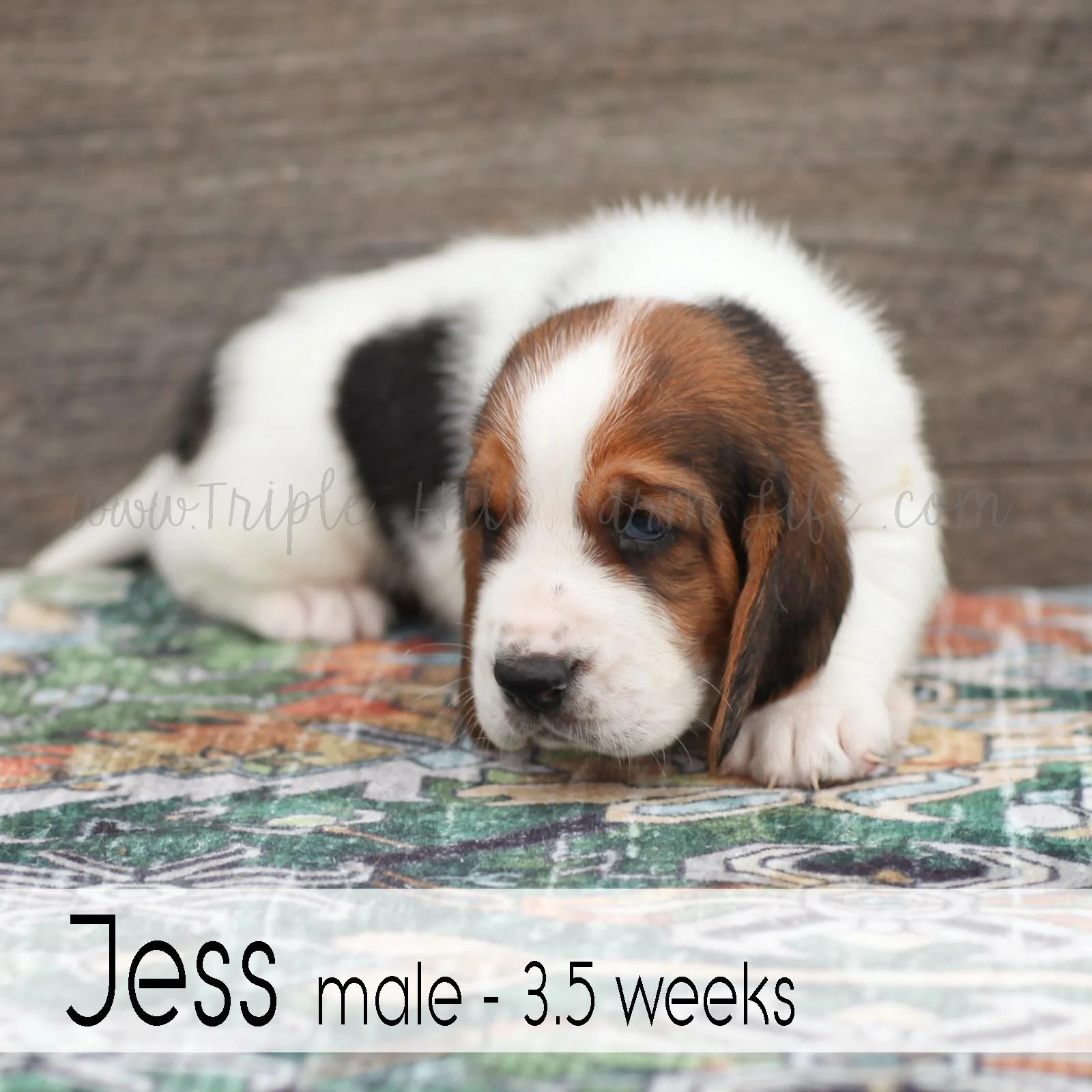 jess 2.jpg