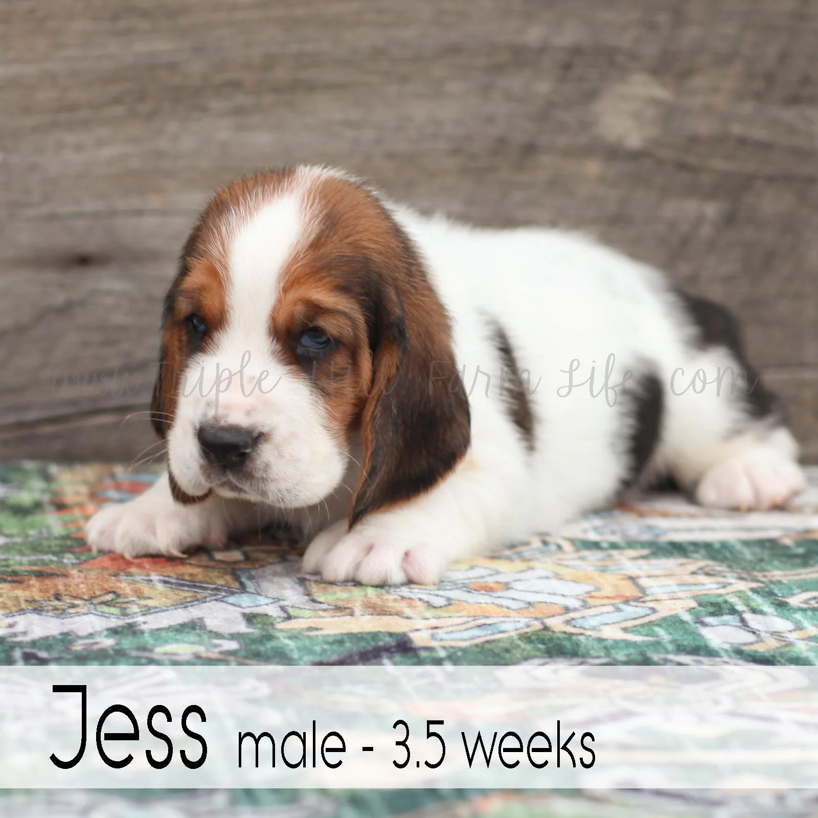 jess 3.jpg