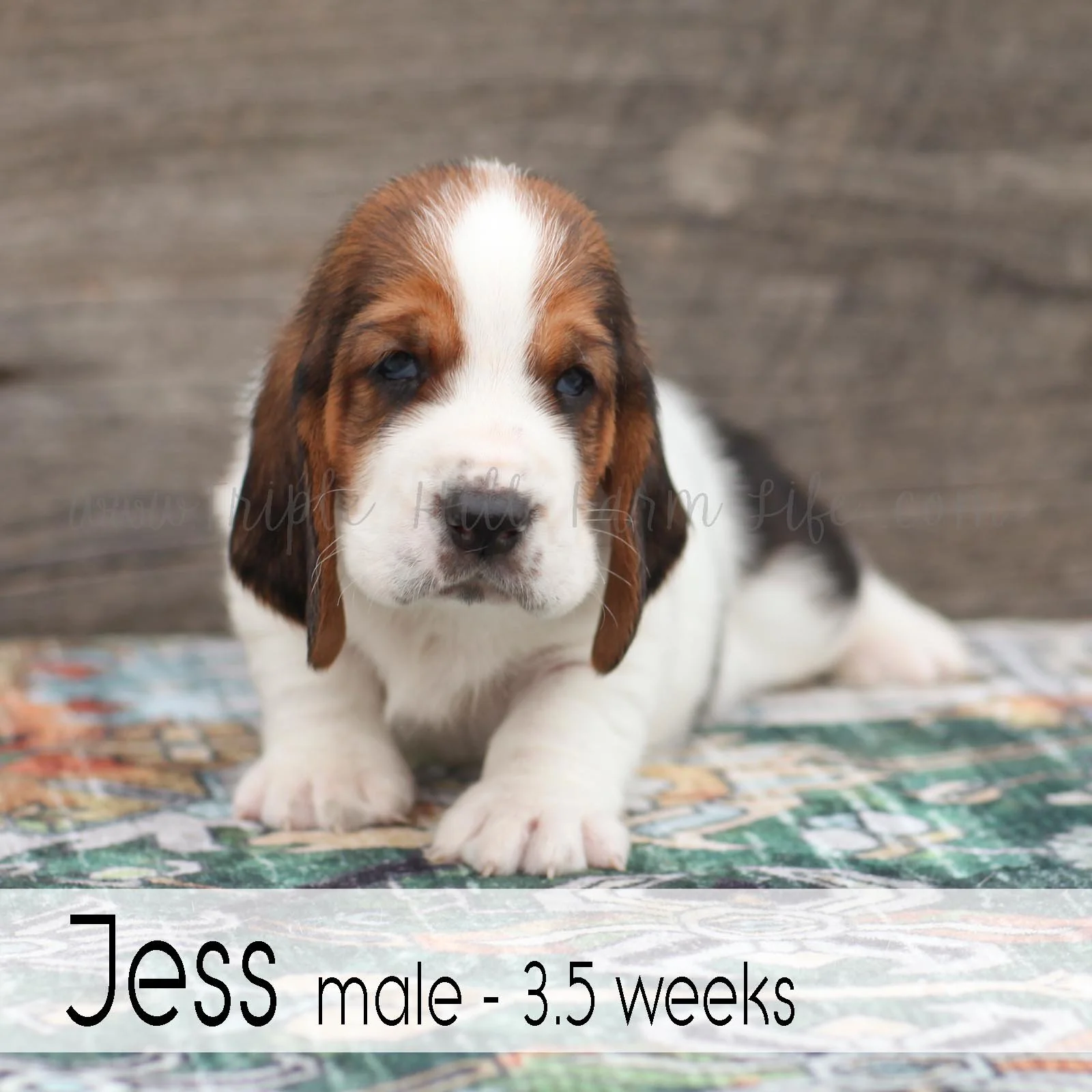 jess 4.jpg