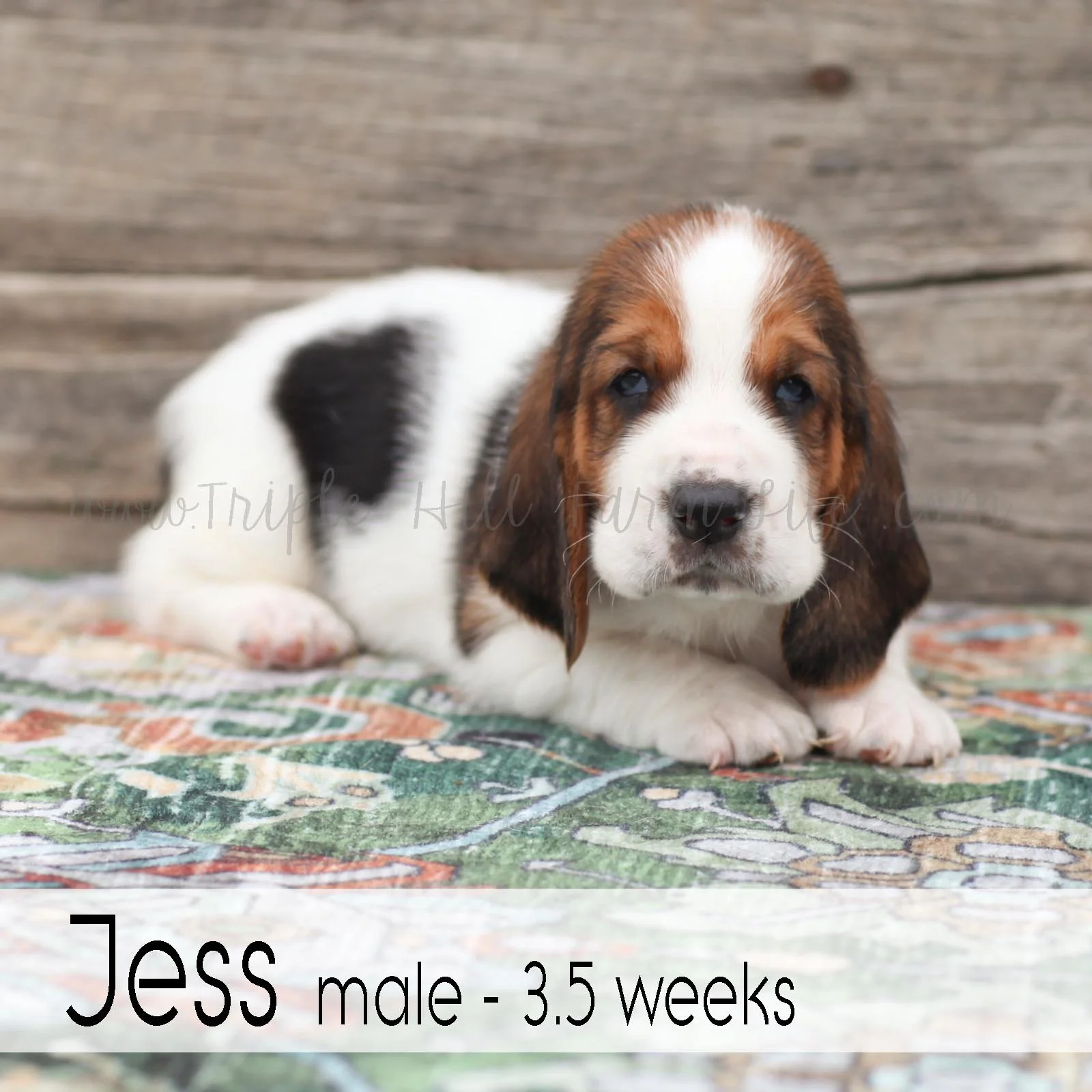 jess 5.jpg