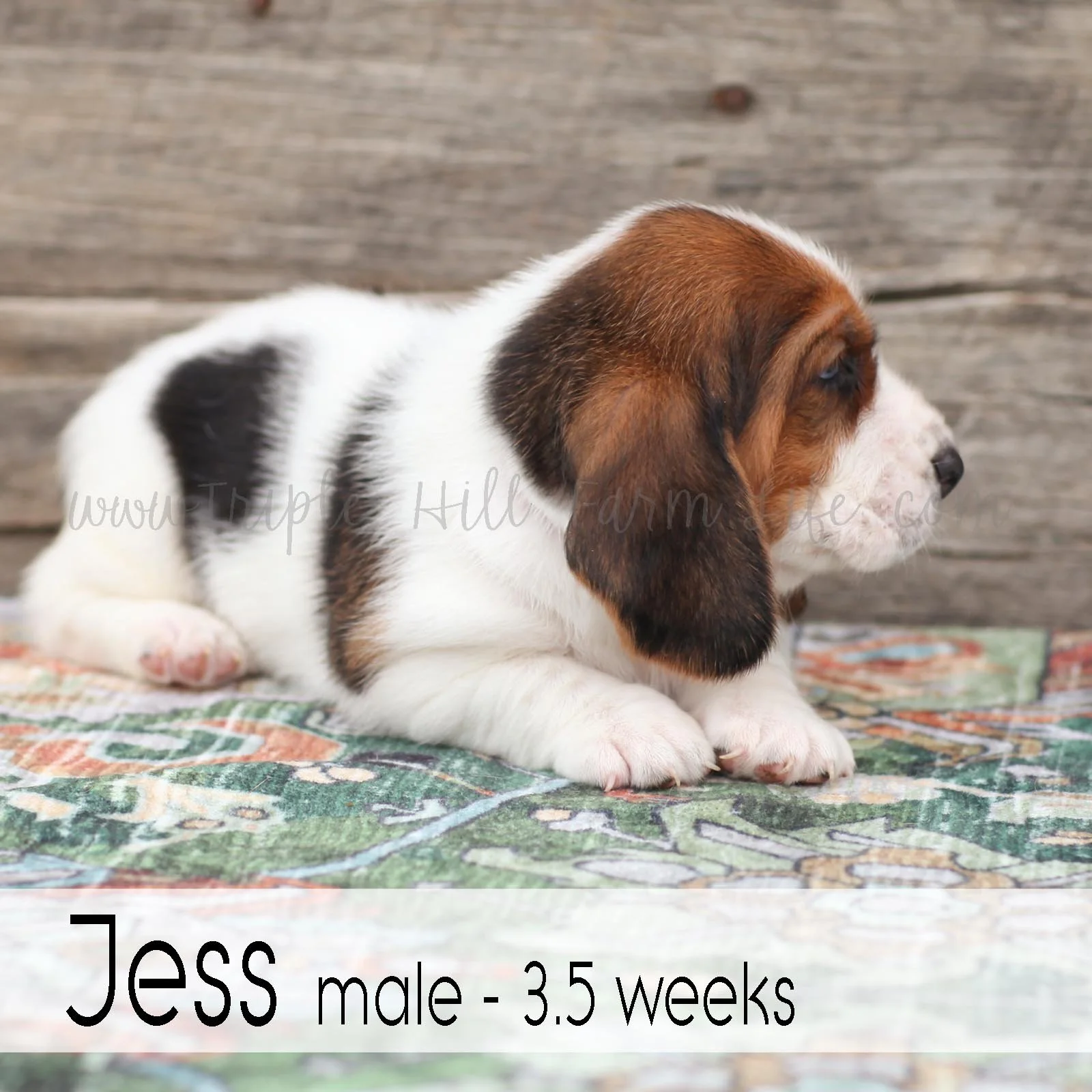 jess 6.jpg