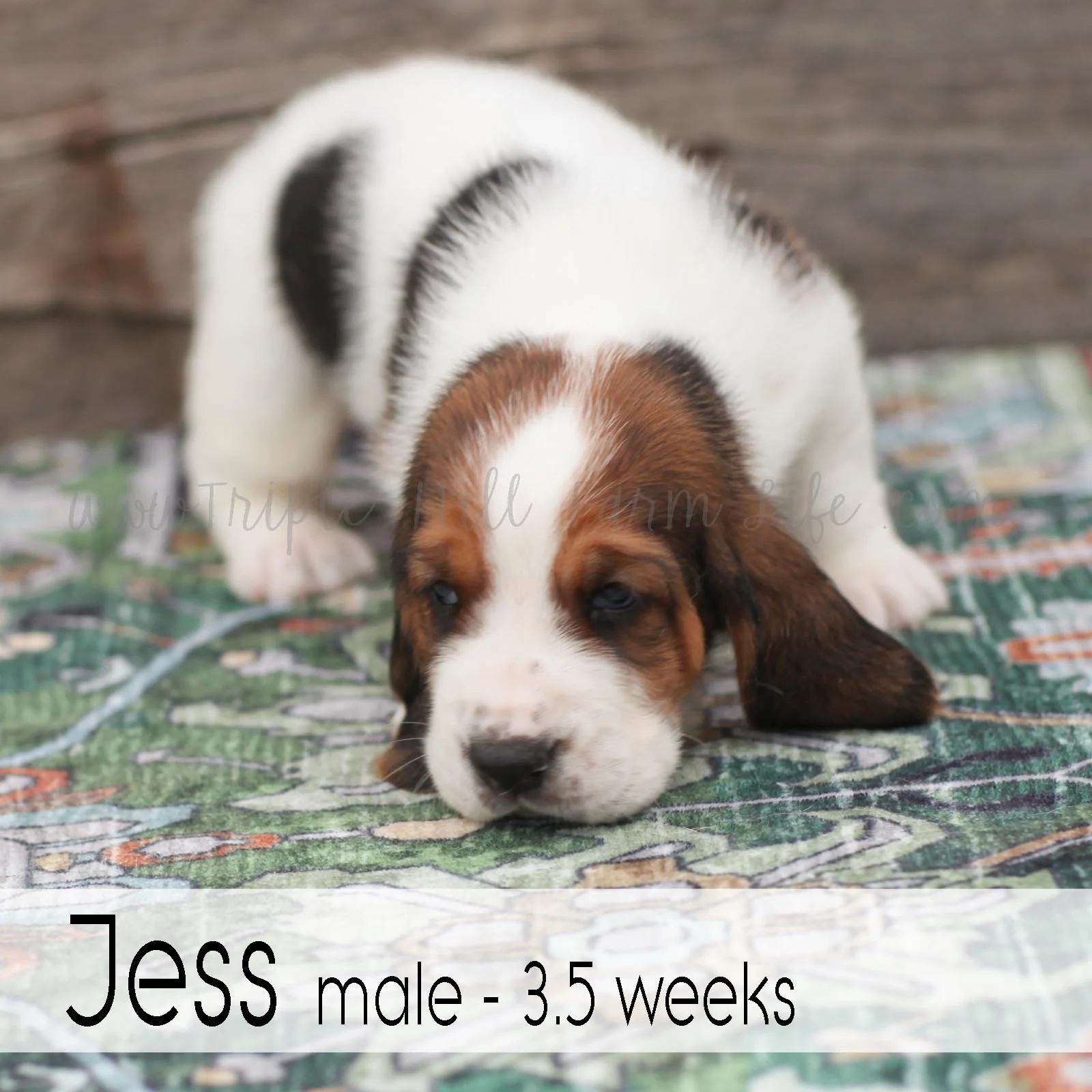 jess 7.jpg