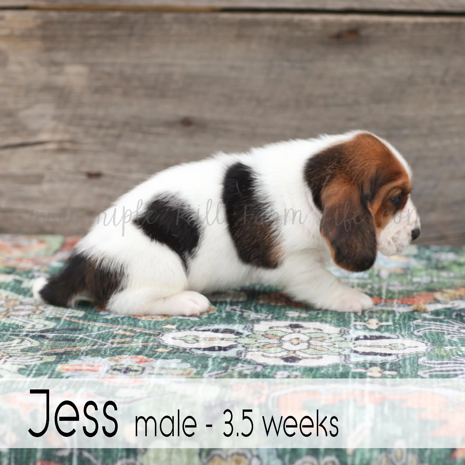 jess 8.jpg