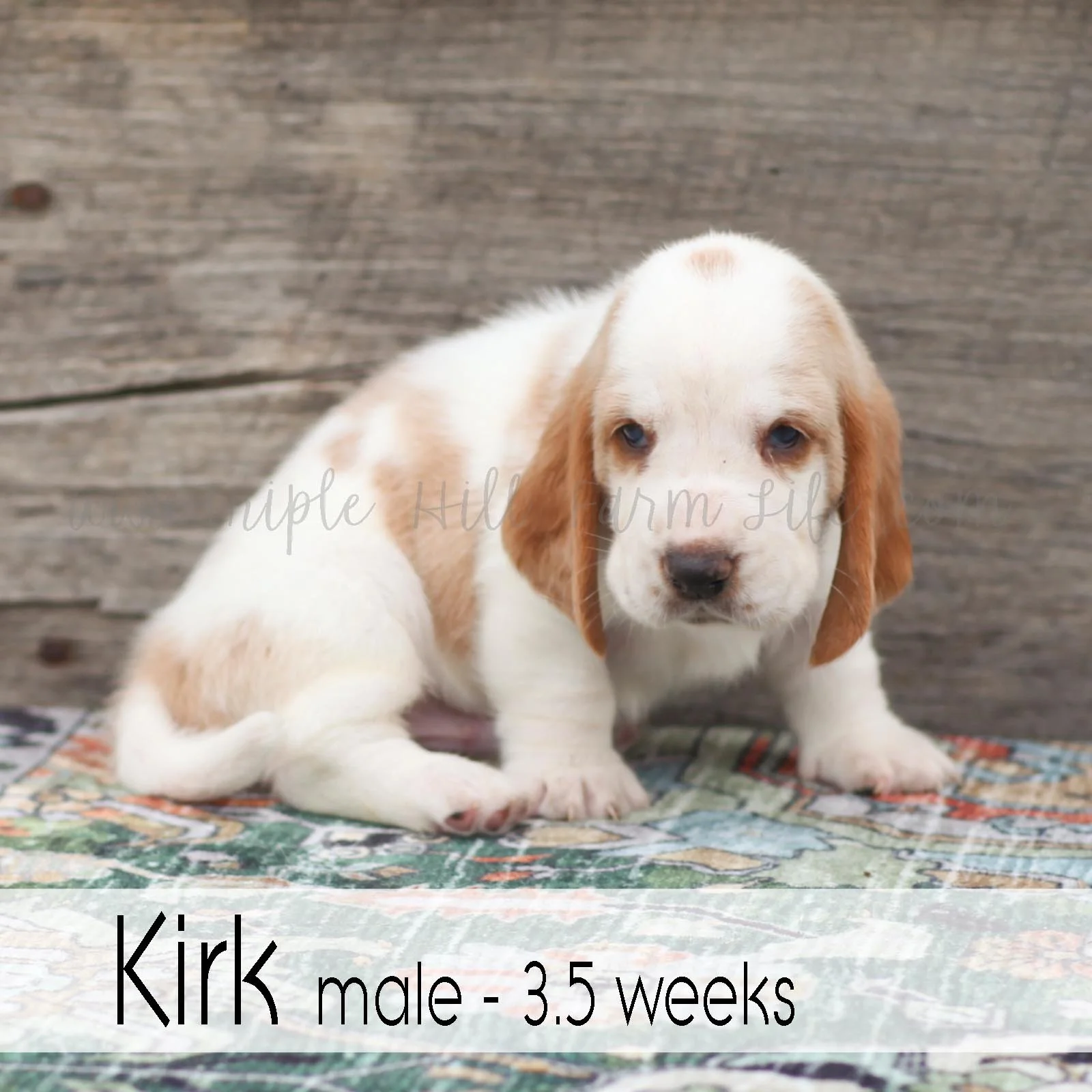 kirk 1.jpg