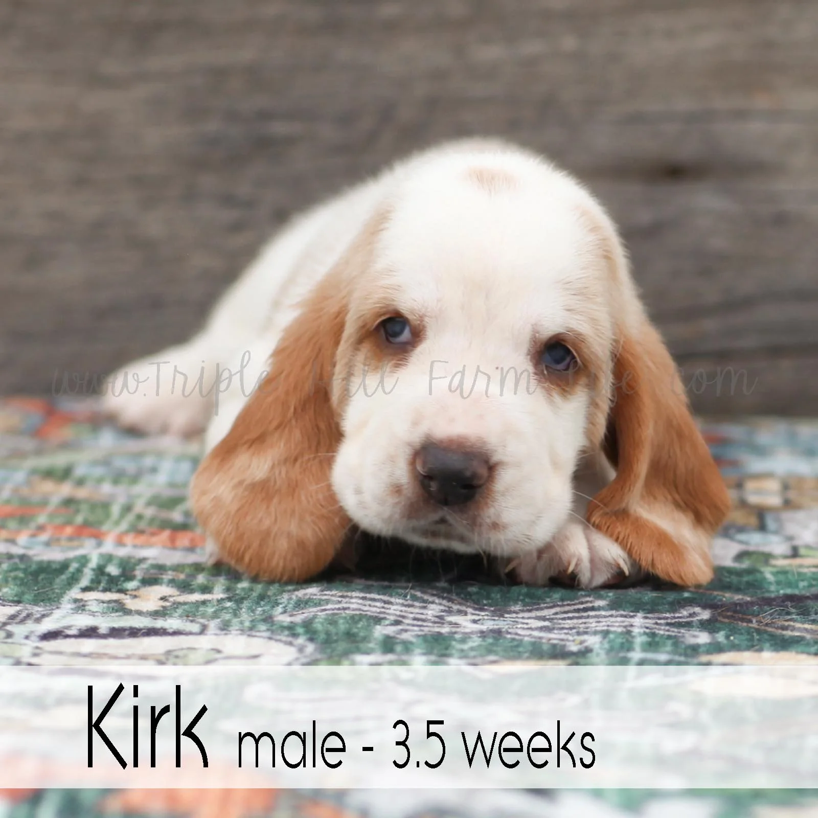 kirk 2.jpg