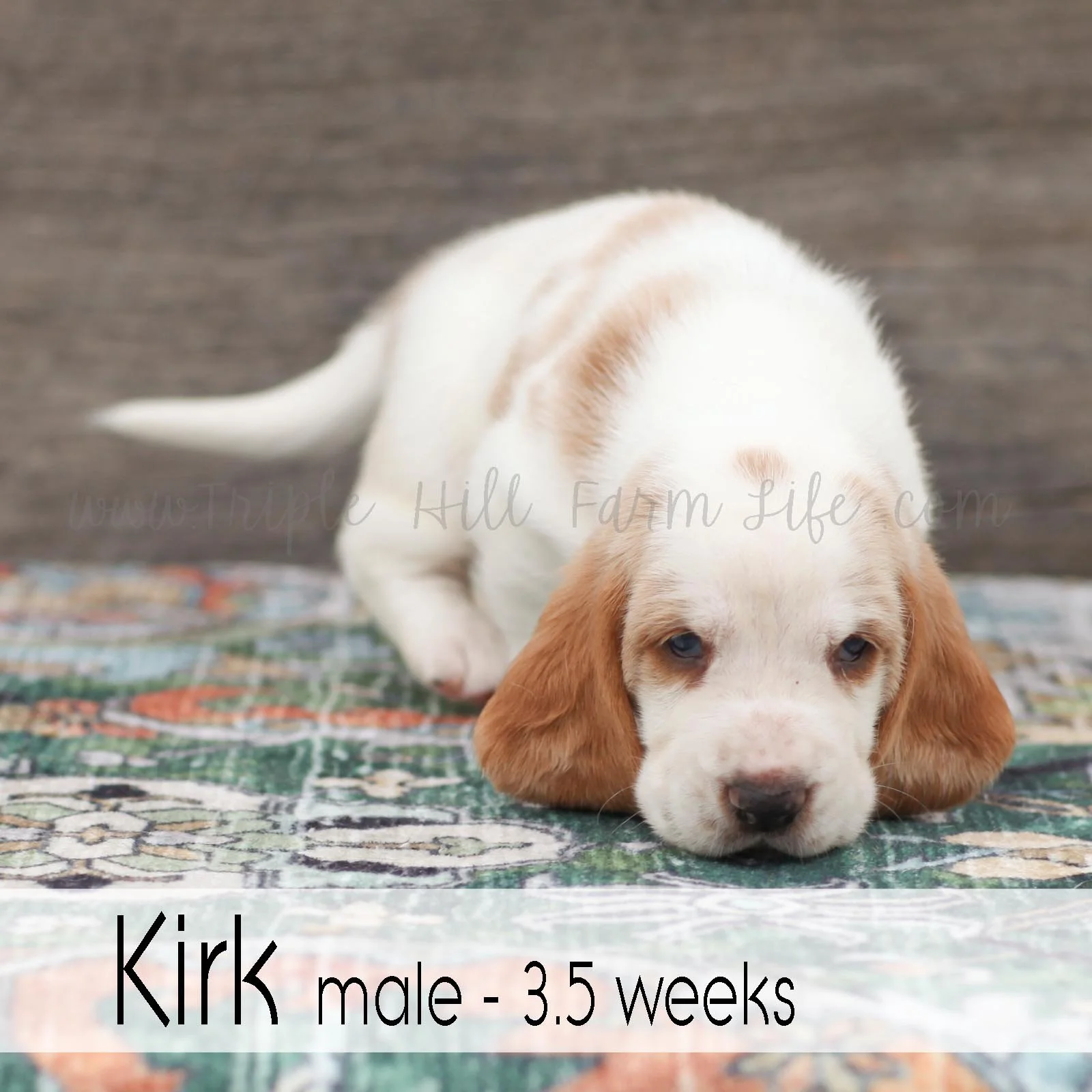 kirk 3.jpg