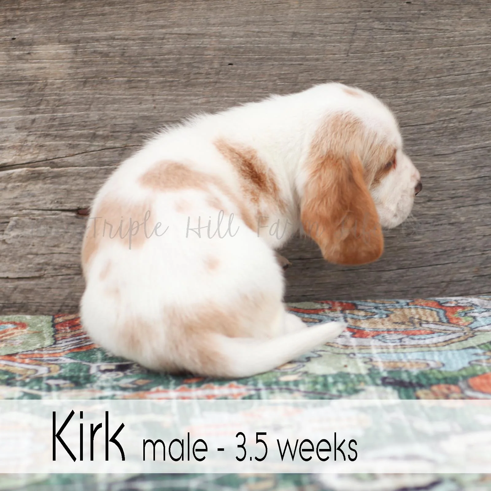 kirk 4.jpg