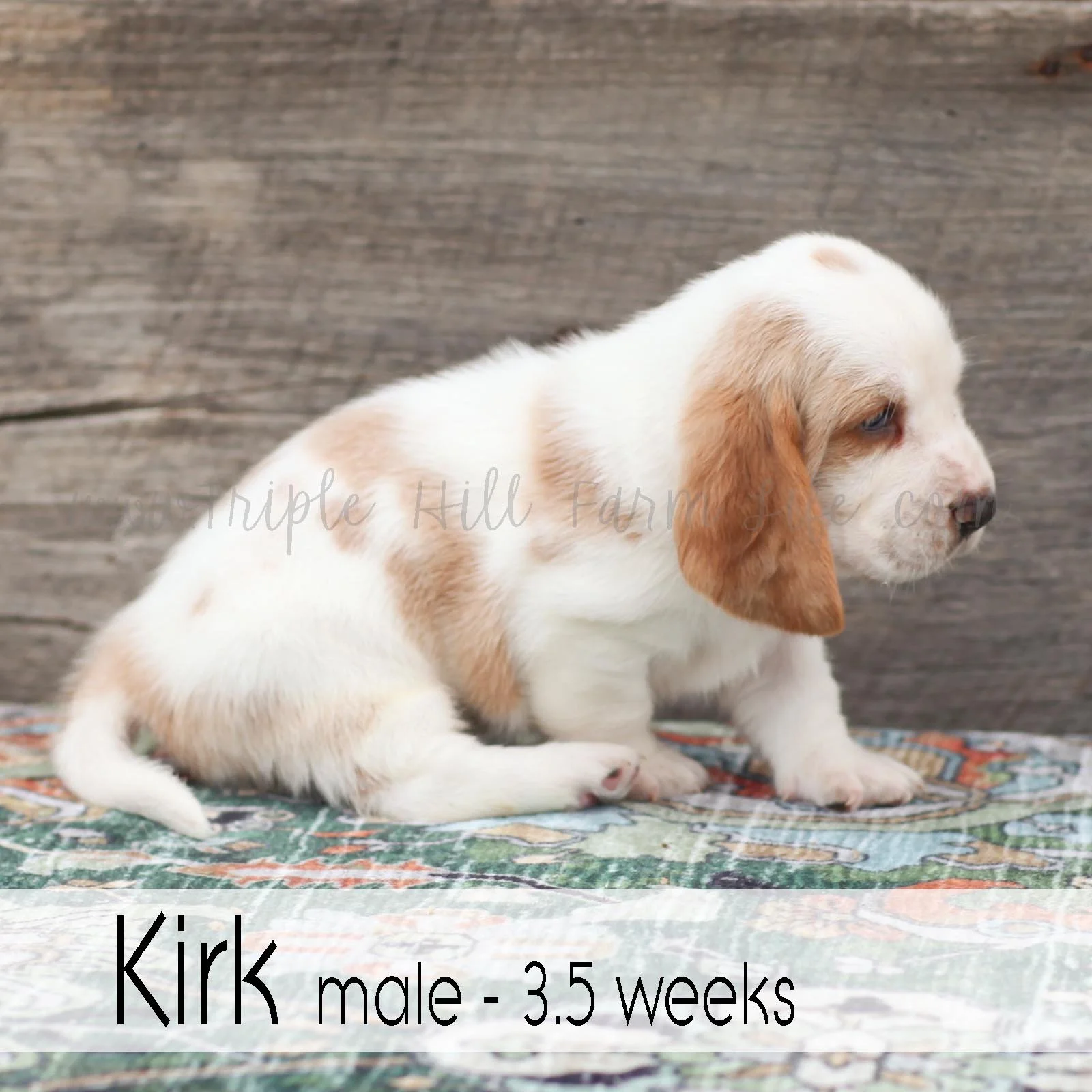kirk 5.jpg