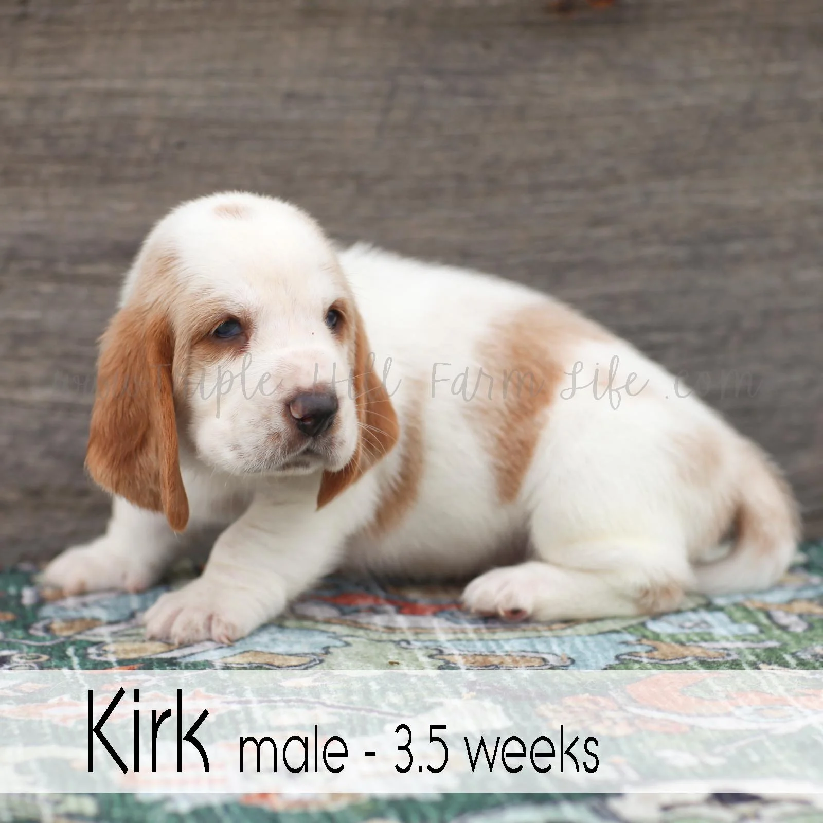 kirk 6.jpg