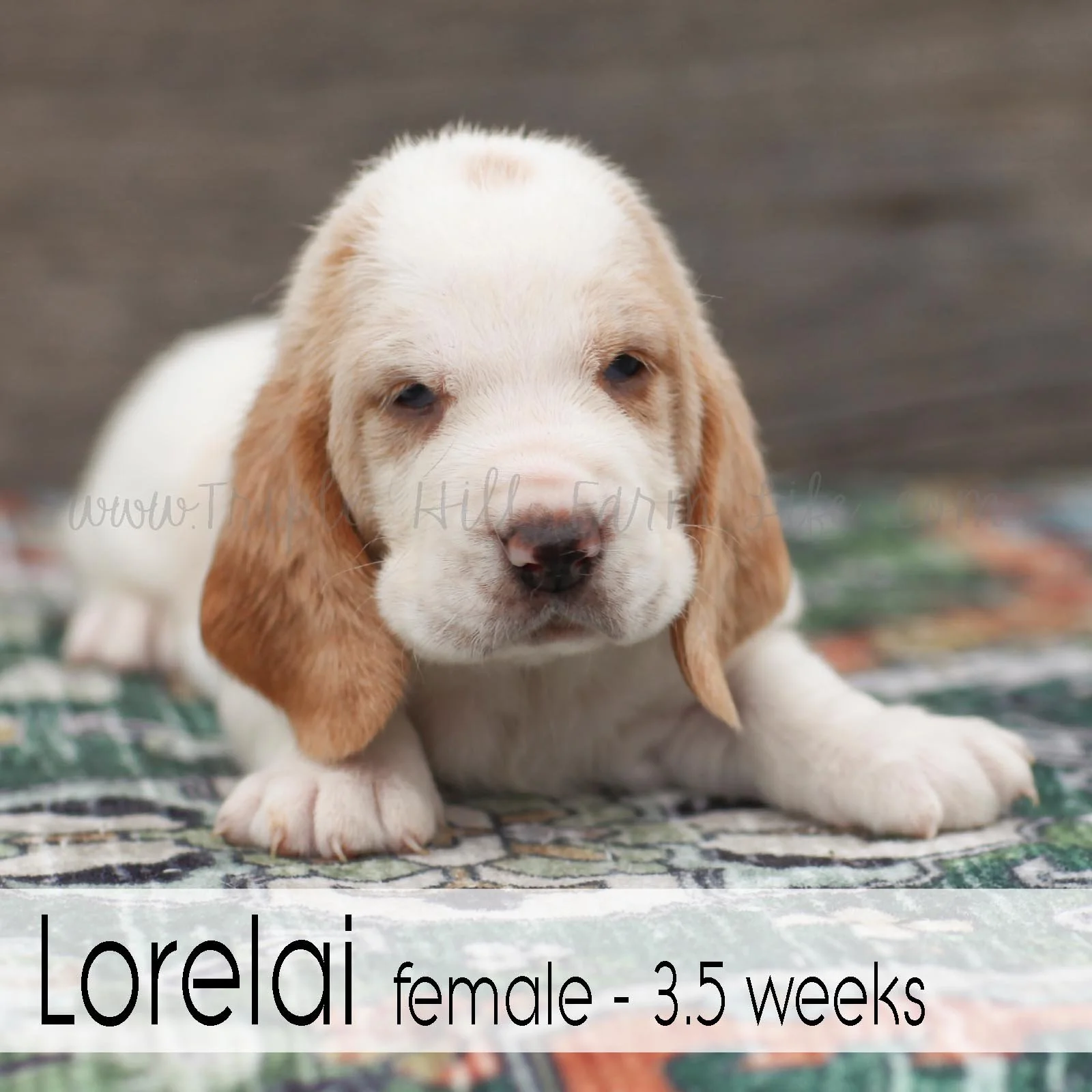 Lorelai 2.jpg