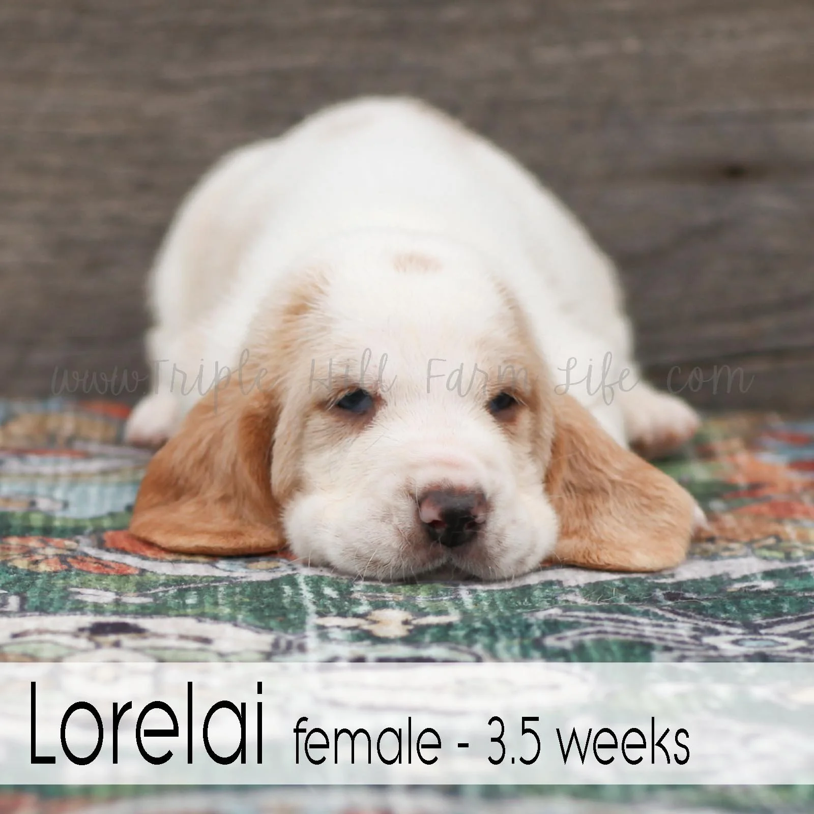 Lorelai 1.jpg