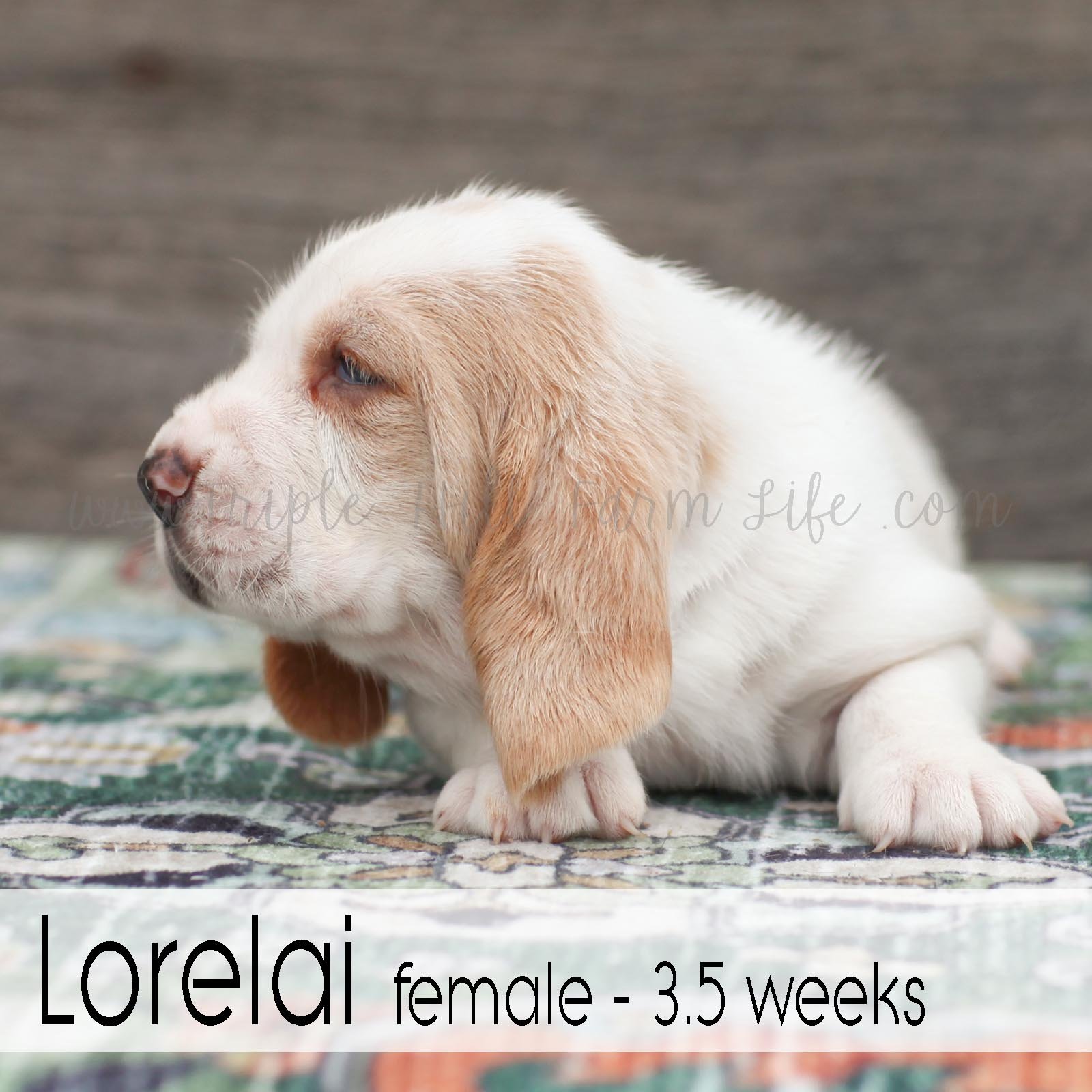 Lorelai 4.jpg