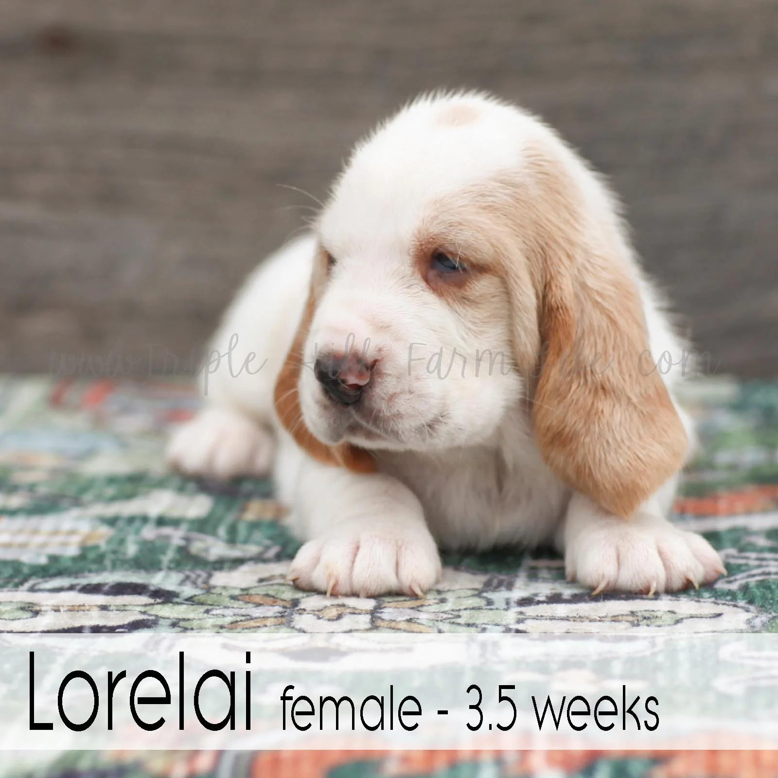 Lorelai 5.jpg